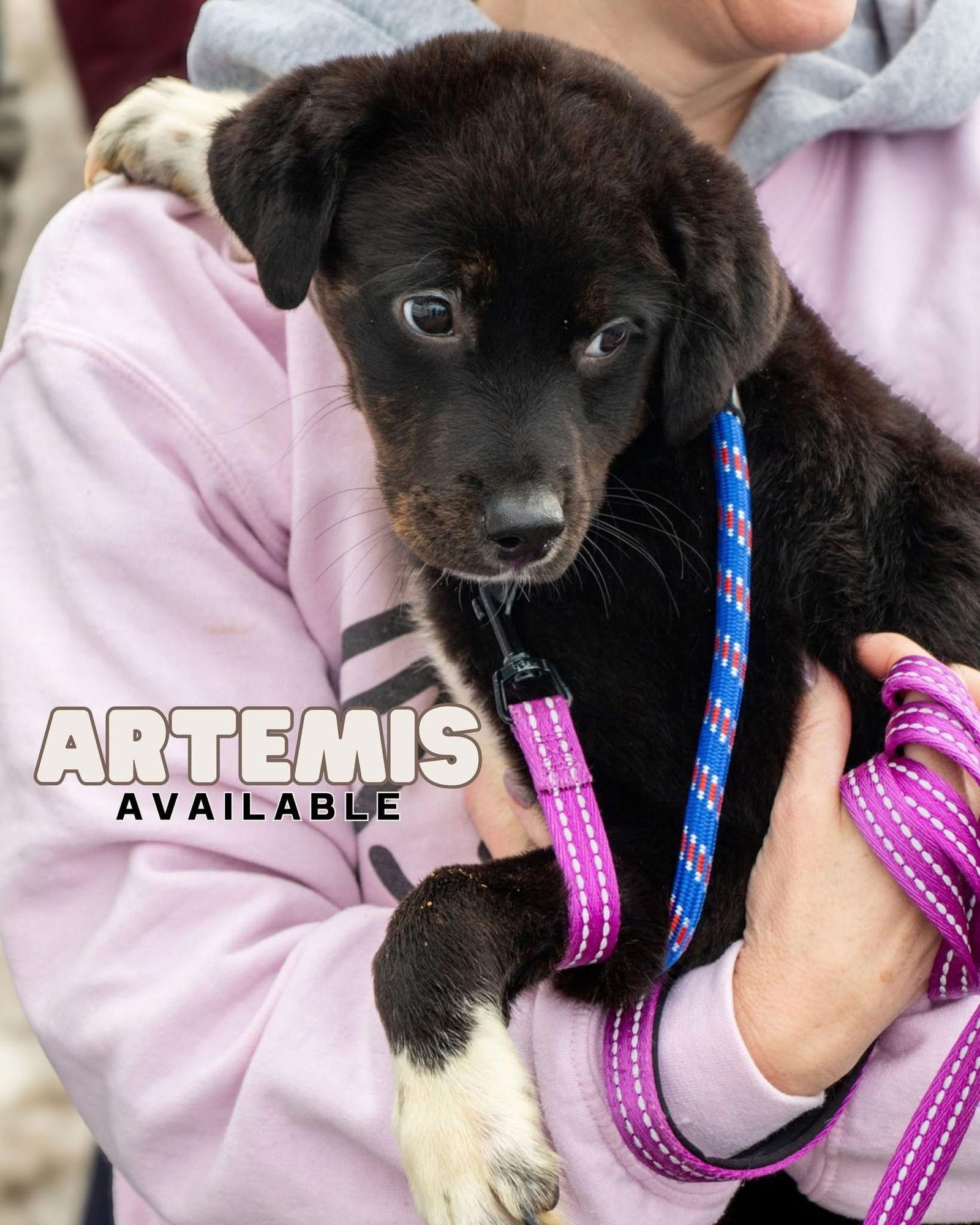 Artemis ~ ADOPTION PENDING! — thumbnail 2