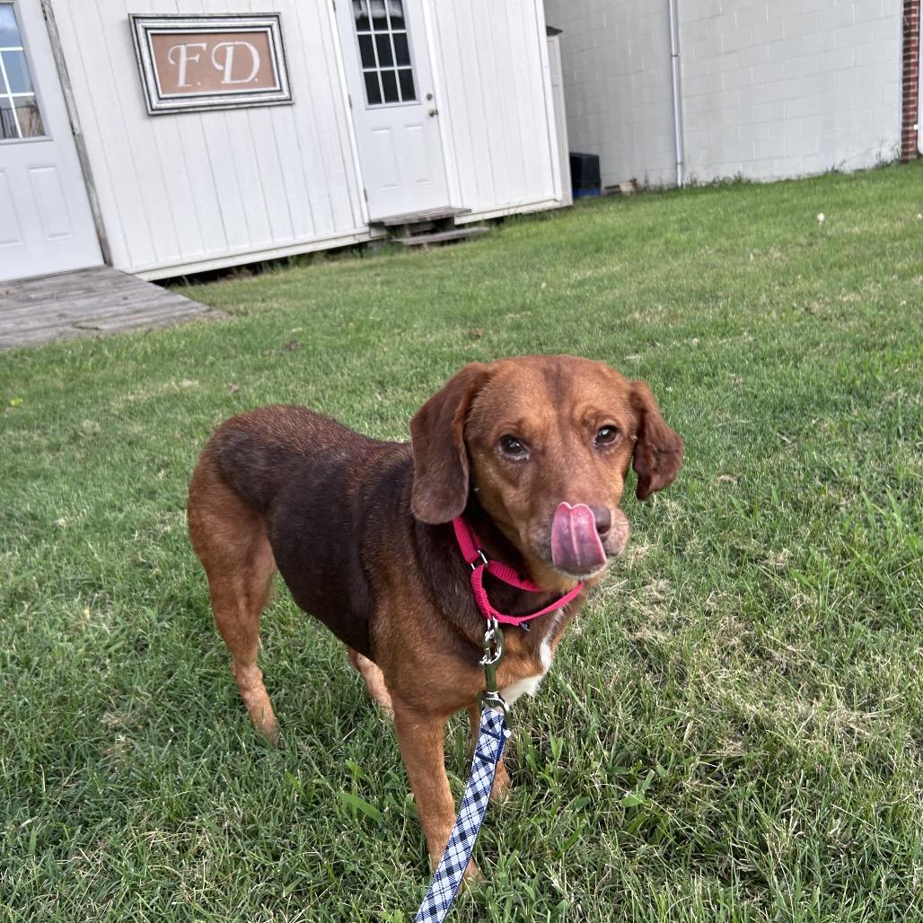 Enlarge Tort, a Adoptable Mixed Breed in Fredericksburg, VA image 2/6