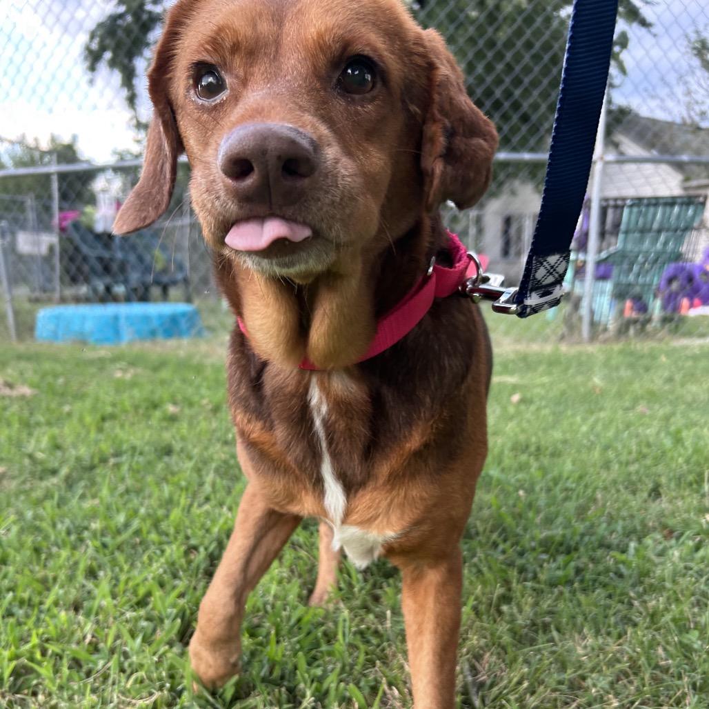 Enlarge Tort, a Adoptable Mixed Breed in Fredericksburg, VA image 3/6