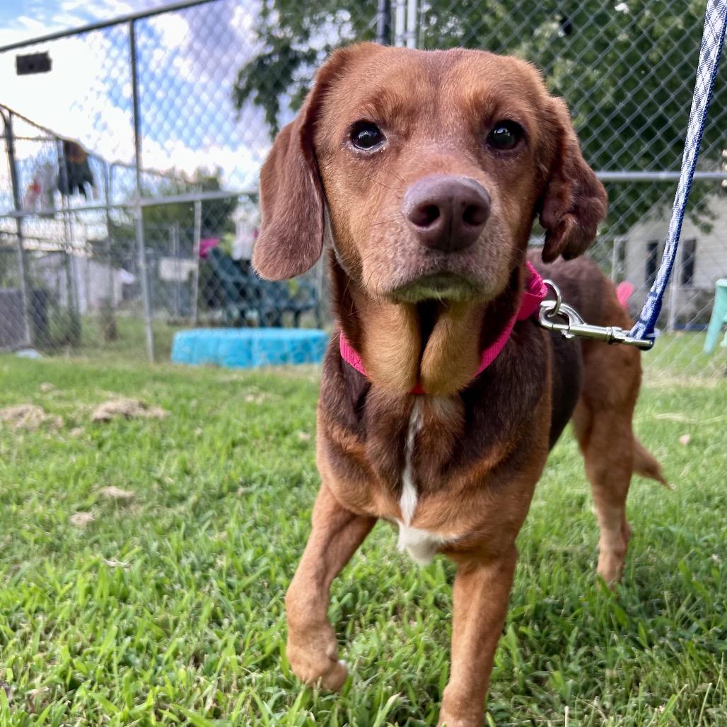Enlarge Tort, a Adoptable Mixed Breed in Fredericksburg, VA image 5/6
