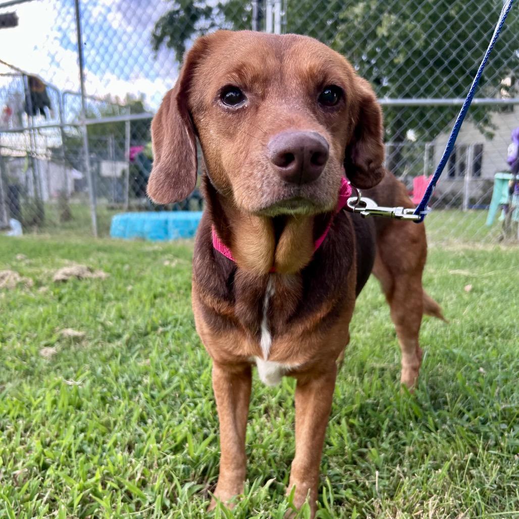 Enlarge Tort, a Adoptable Mixed Breed in Fredericksburg, VA image 6/6