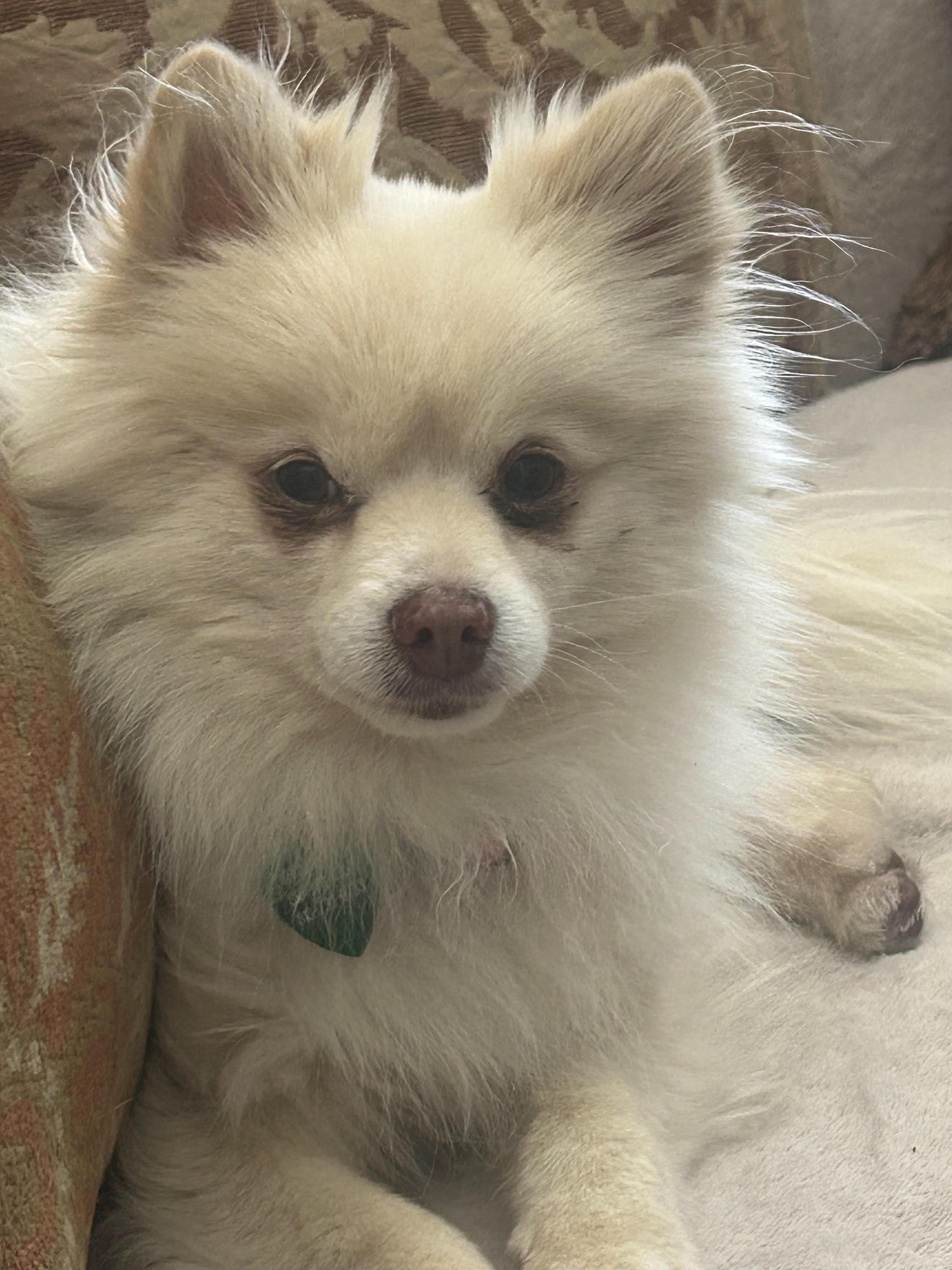 Enlarge Fritz, a Adoptable Pomeranian in Westlake Village, CA image 1/4