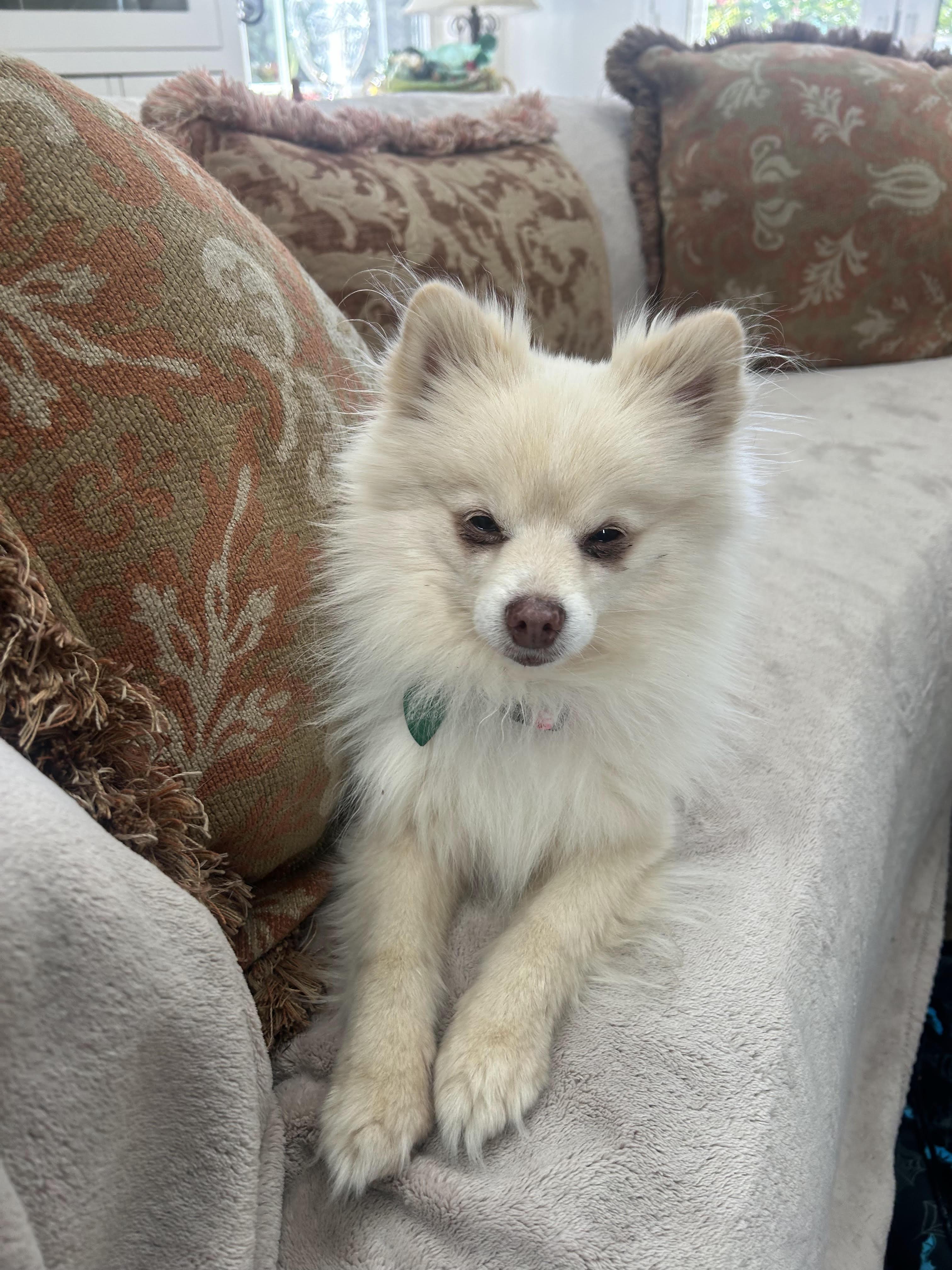 Enlarge Fritz, a Adoptable Pomeranian in Westlake Village, CA image 4/4