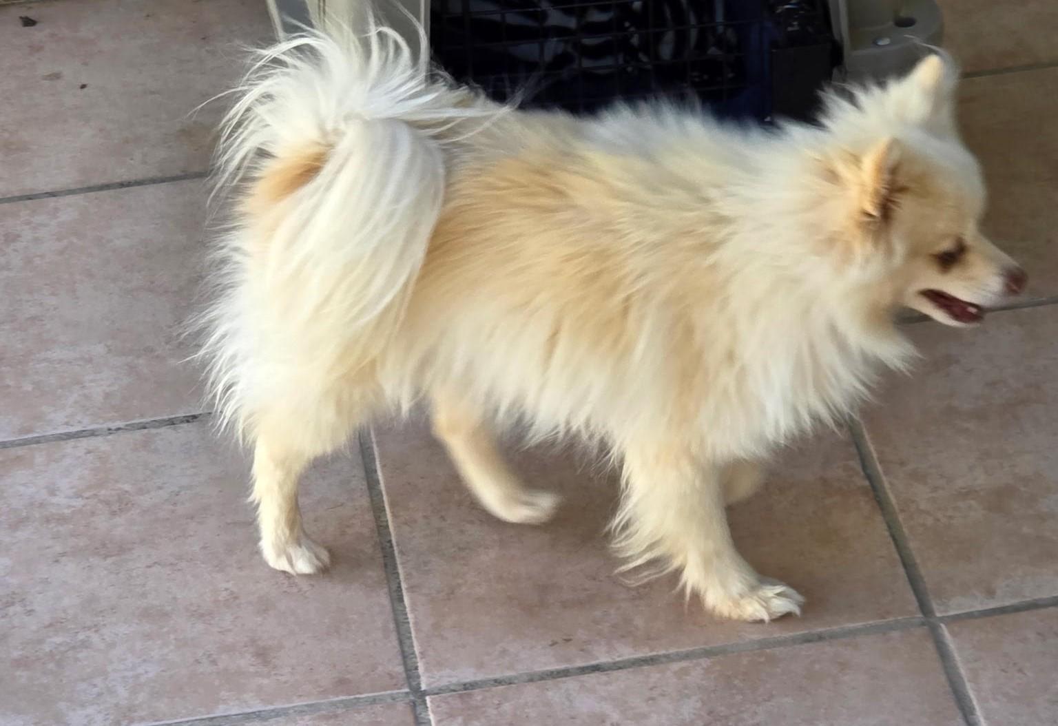 Enlarge Fritz, a Adoptable Pomeranian in Westlake Village, CA image 3/4