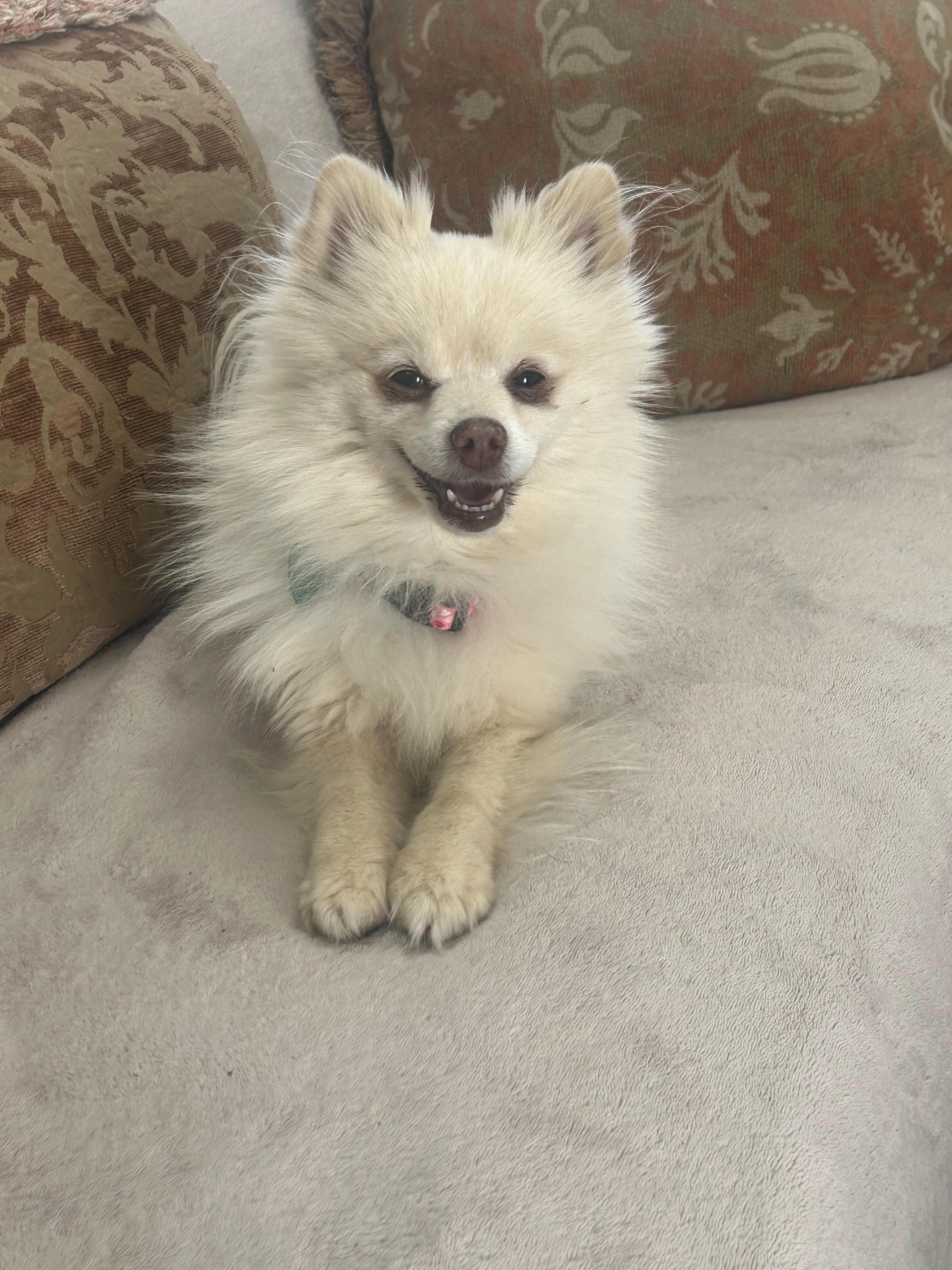 Enlarge Fritz, a Adoptable Pomeranian in Westlake Village, CA image 2/4