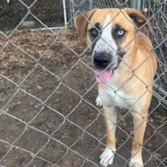 Billy, a Adoptable mixed breed in Walden, VT image 1/3