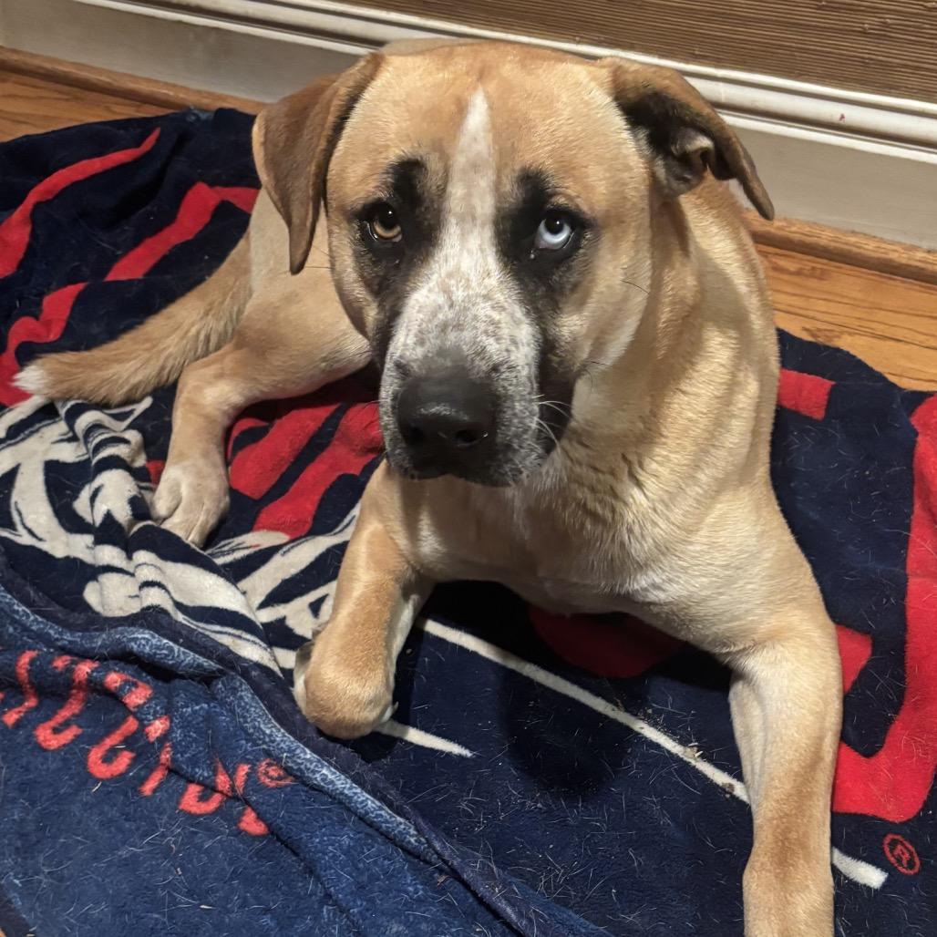 Billy, a Adoptable mixed breed in Walden, VT image 3/3