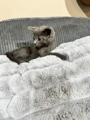 Starling, Adoptable, Kitten Male Domestic Short Hair.