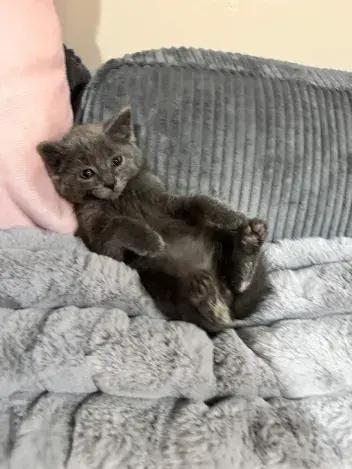 Starling, a Adoptable Domestic Short Hair in Grand Rapids, MI image 3/6