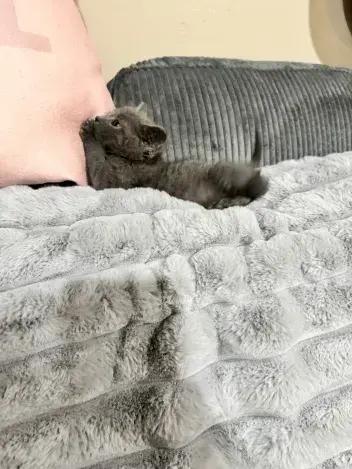 Starling, a Adoptable Domestic Short Hair in Grand Rapids, MI image 4/6