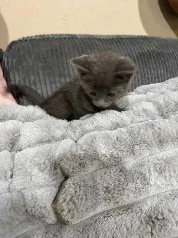 Starling, a Adoptable Domestic Short Hair in Grand Rapids, MI image 5/6