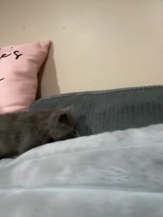 Enlarge Starling, a Adoptable Domestic Short Hair in Grand Rapids, MI video 6/6