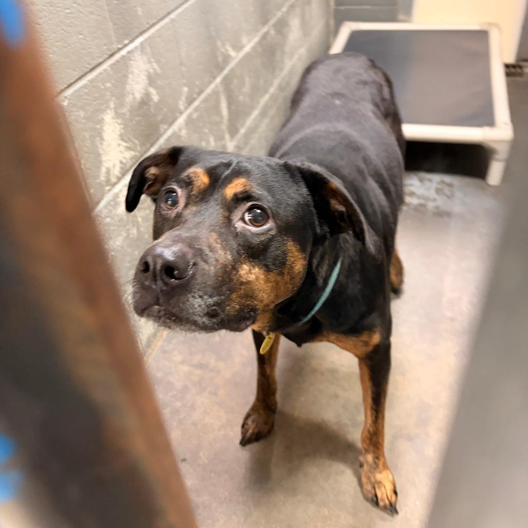Gumby, Adoptable, Adult Male German Pinscher & Mixed Breed.
