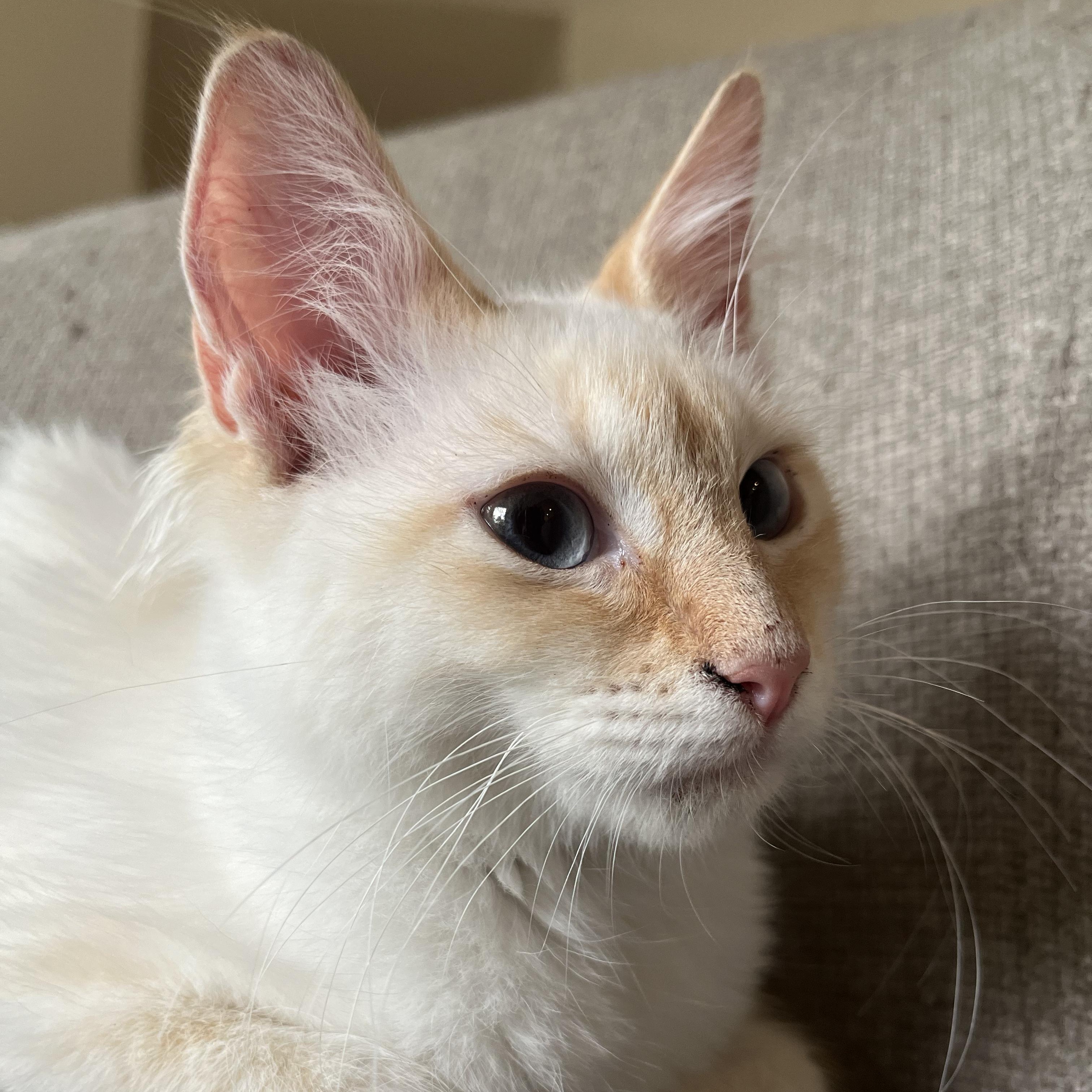 Enlarge Peaches, a Adoptable mixed breed in Atlanta, GA image 3/4