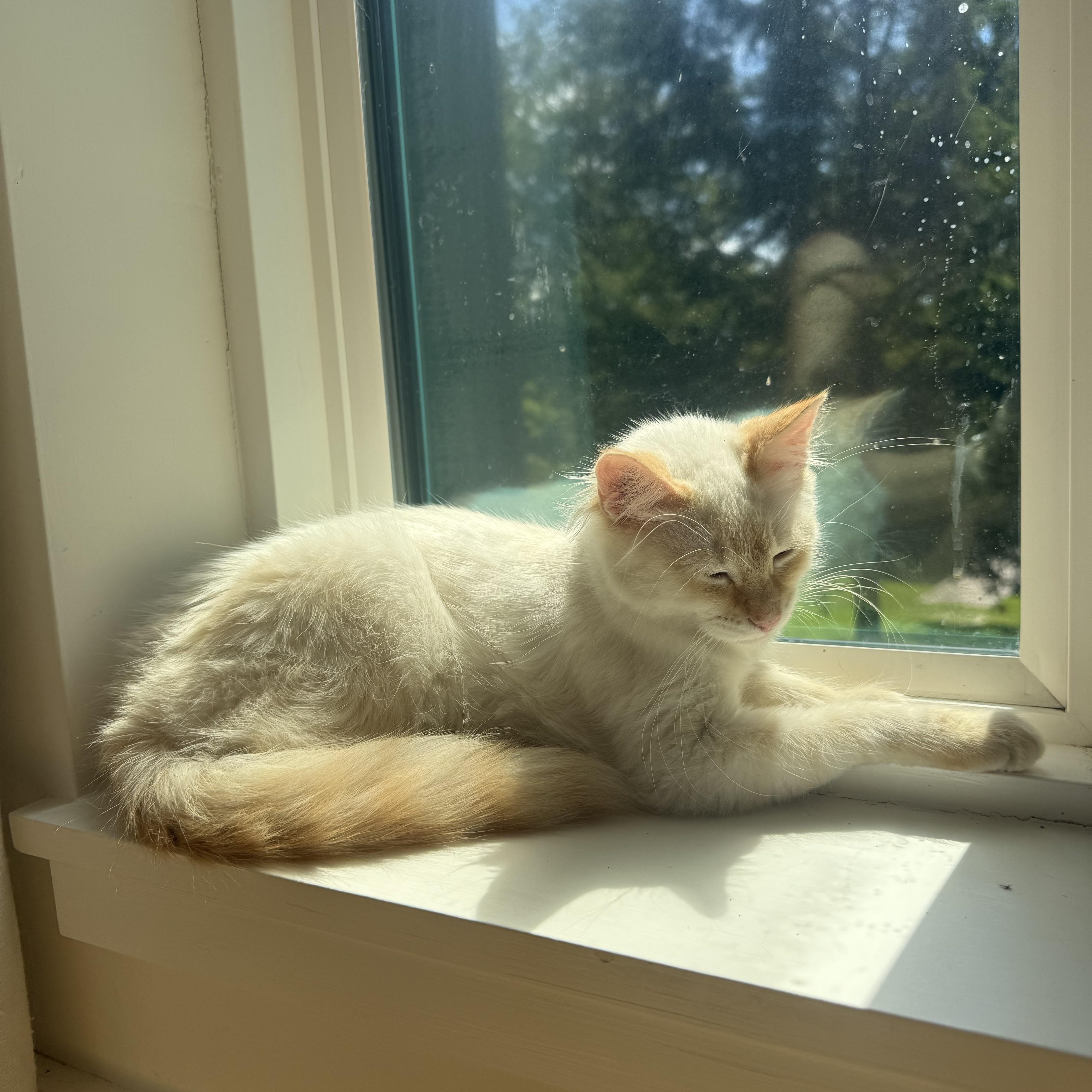 Enlarge Peaches, a Adoptable mixed breed in Atlanta, GA image 4/4
