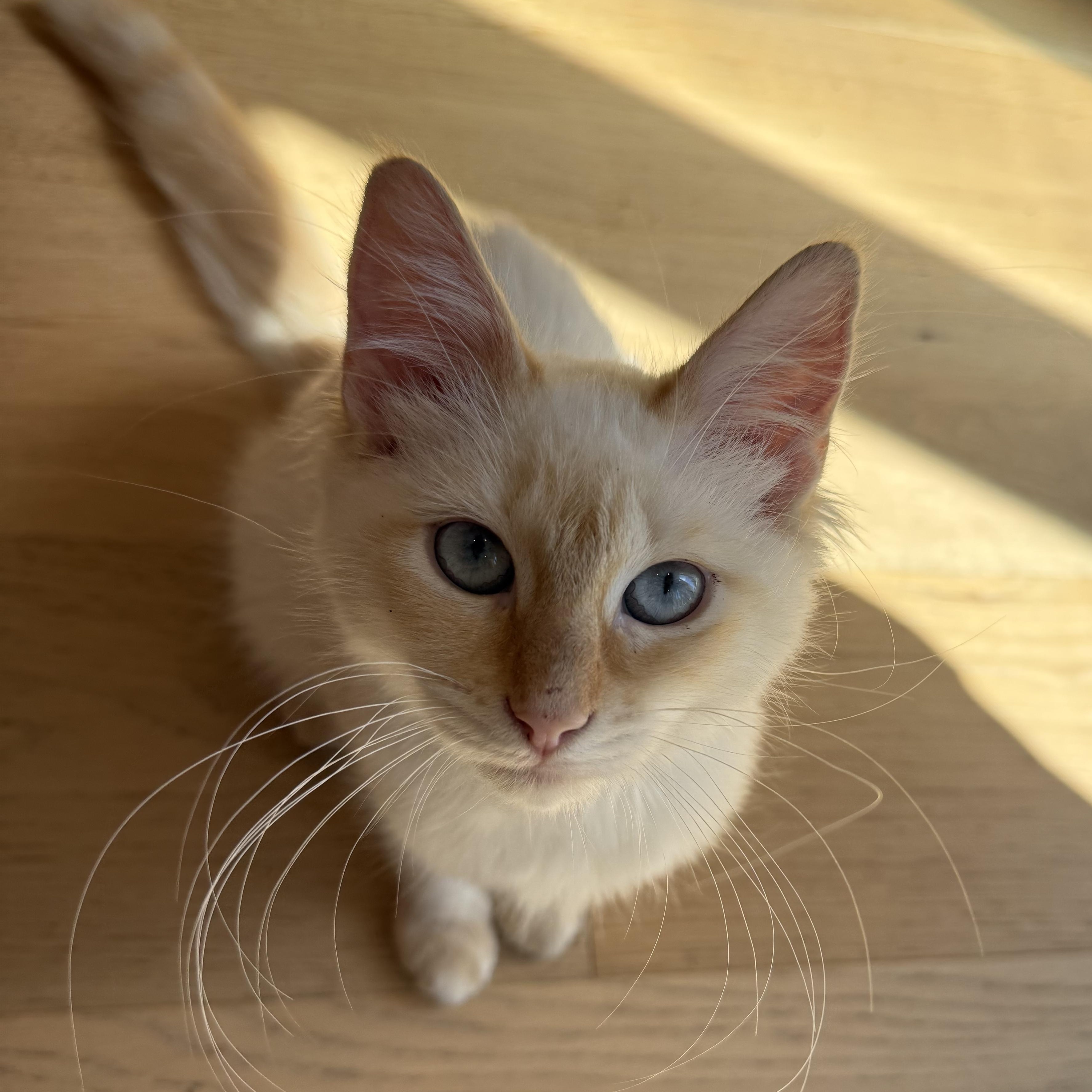 Peaches, Adoptable, Kitten Female Siamese & Domestic Long Hair.
