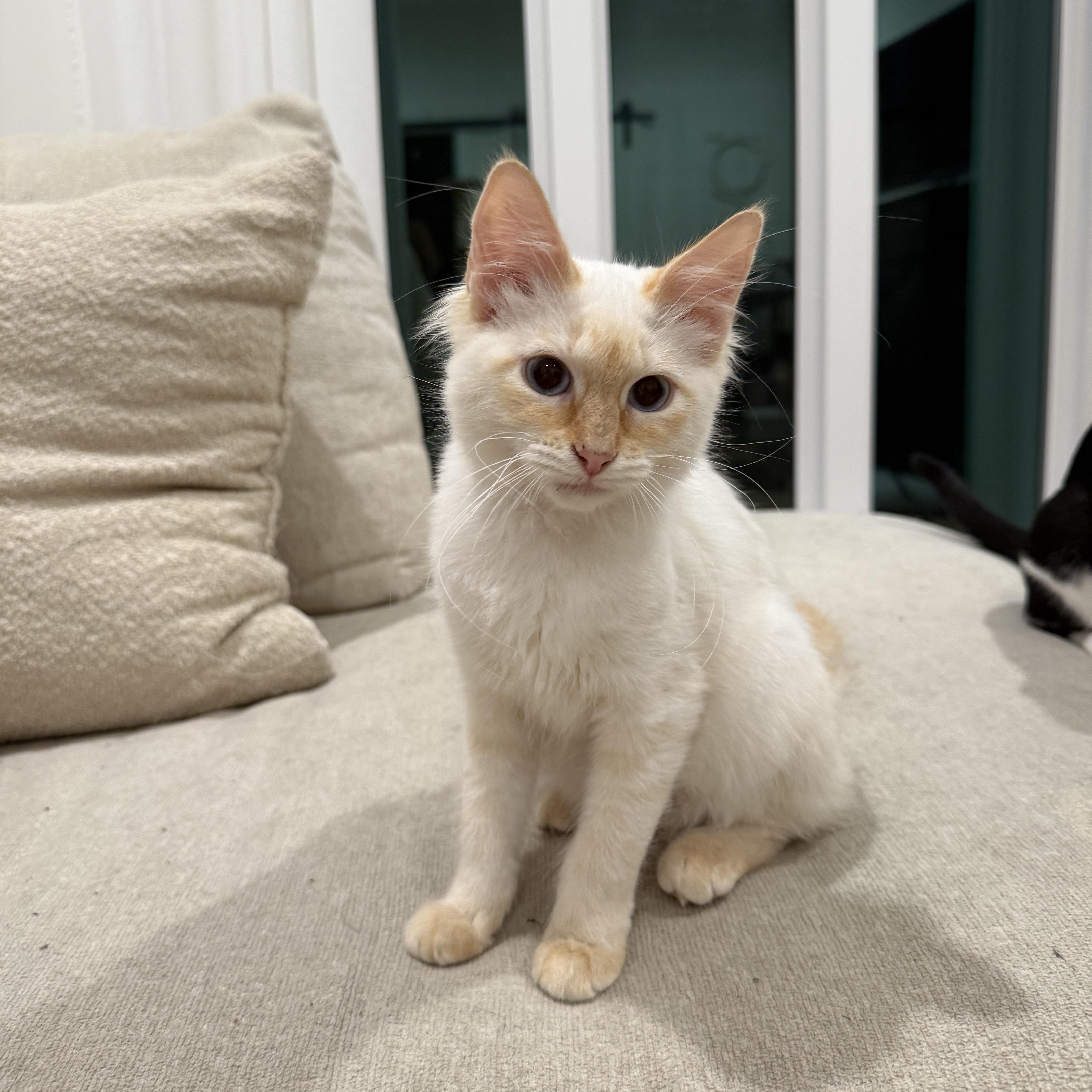 Enlarge Peaches, a Adoptable mixed breed in Atlanta, GA image 2/4