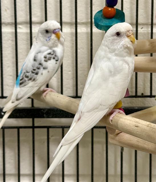HARMONY, Adoptable, Young Female Parakeet (Other).