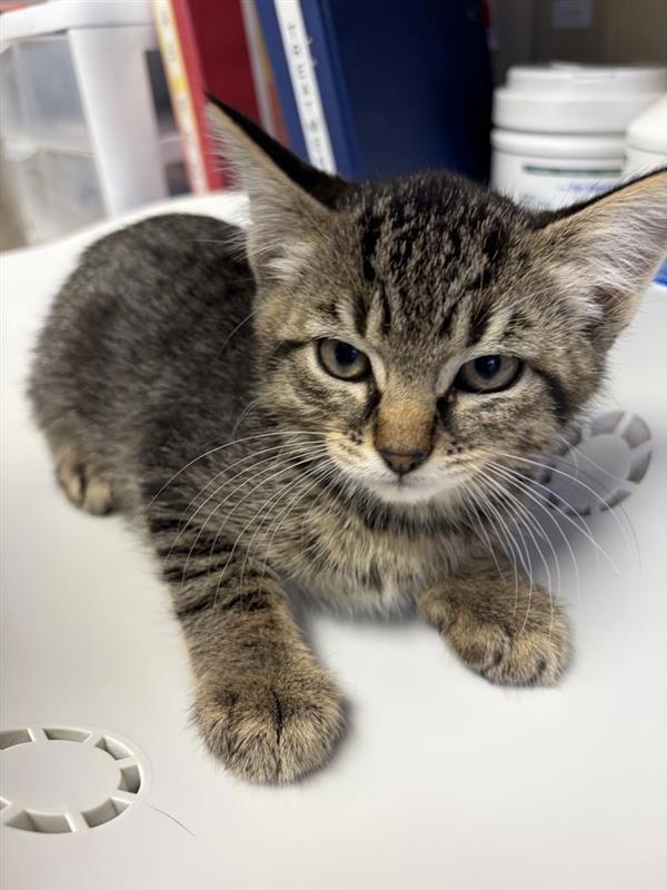 Mantis, Adoptable, Kitten Male Domestic Short Hair.