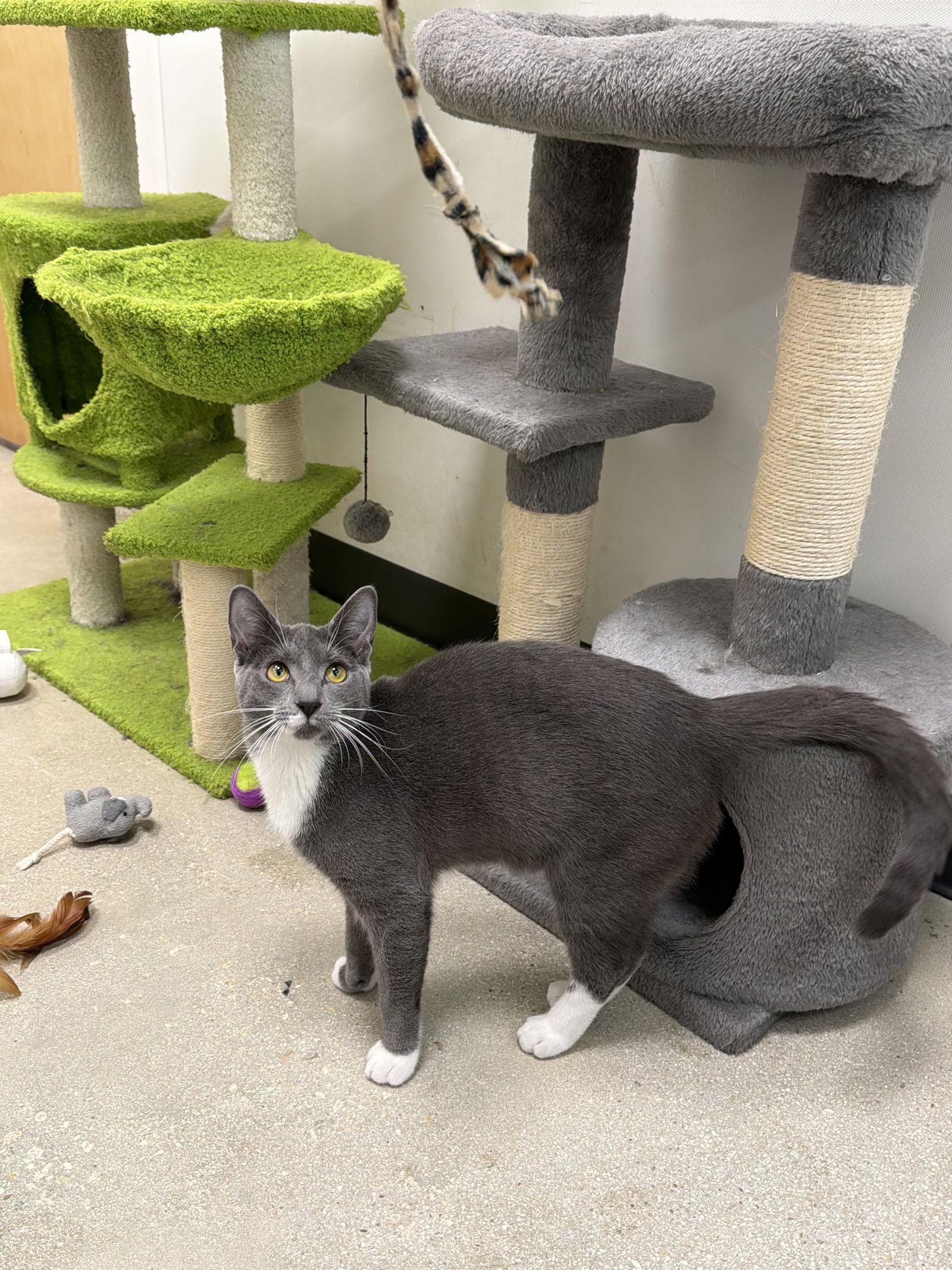 Misu * — thumbnail 3