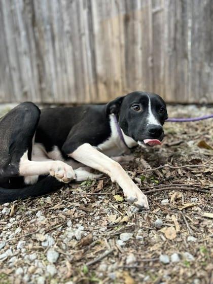 Slinky, Adoptable, Young Male Labrador Retriever & Mixed Breed.