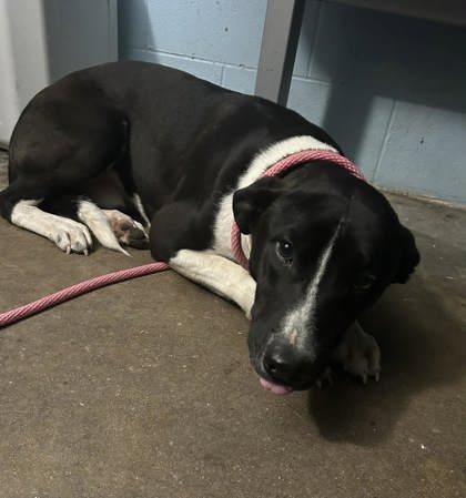 Enlarge Slinky, a Adoptable mixed breed in Bartlesville, OK image 2/2