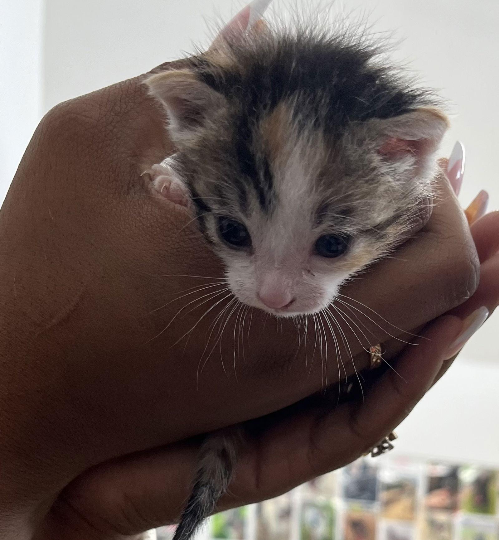 FREYA, Adopted, Young Female Calico.