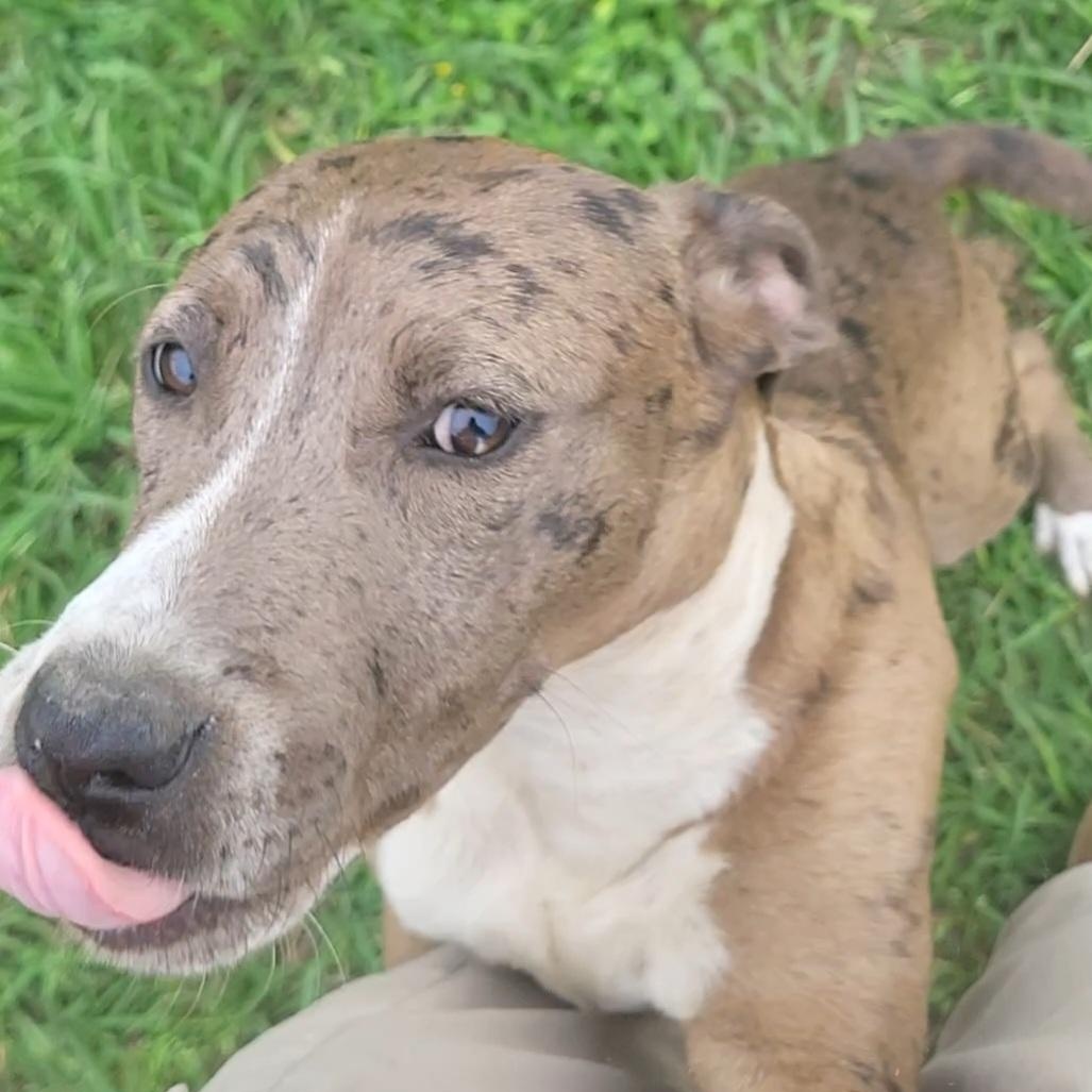 Ivy , ADOPTABLE, Young Female Pit Bull Terrier.