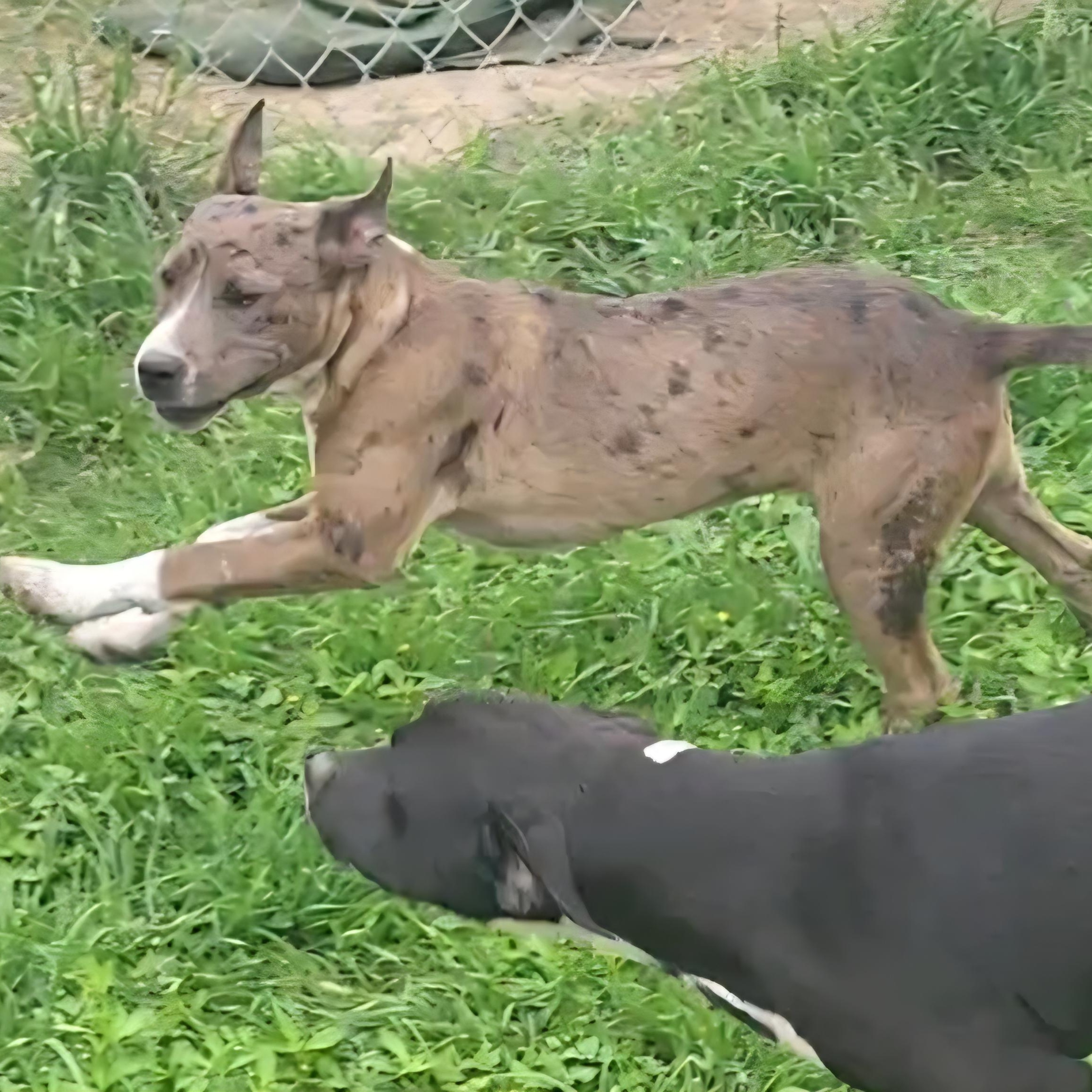 Ivy , a ADOPTABLE mixed breed in Rockdale, TX image 2/2