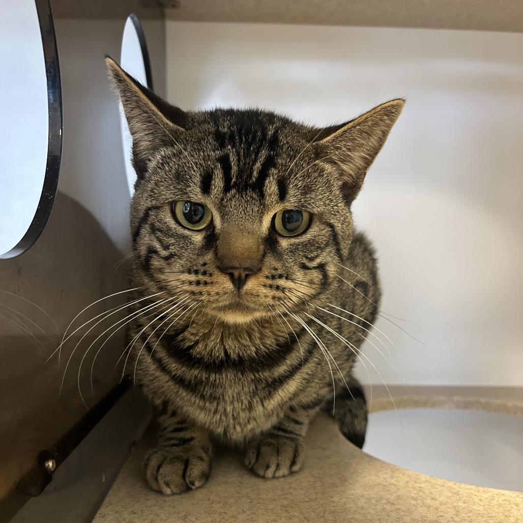 Sunny, Adoptable, Adult Male Domestic Short Hair.