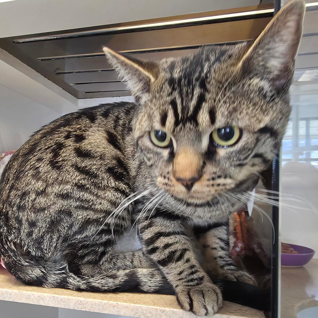 Enlarge Sunny, a Adoptable Domestic Short Hair in Park City, UT image 1/1