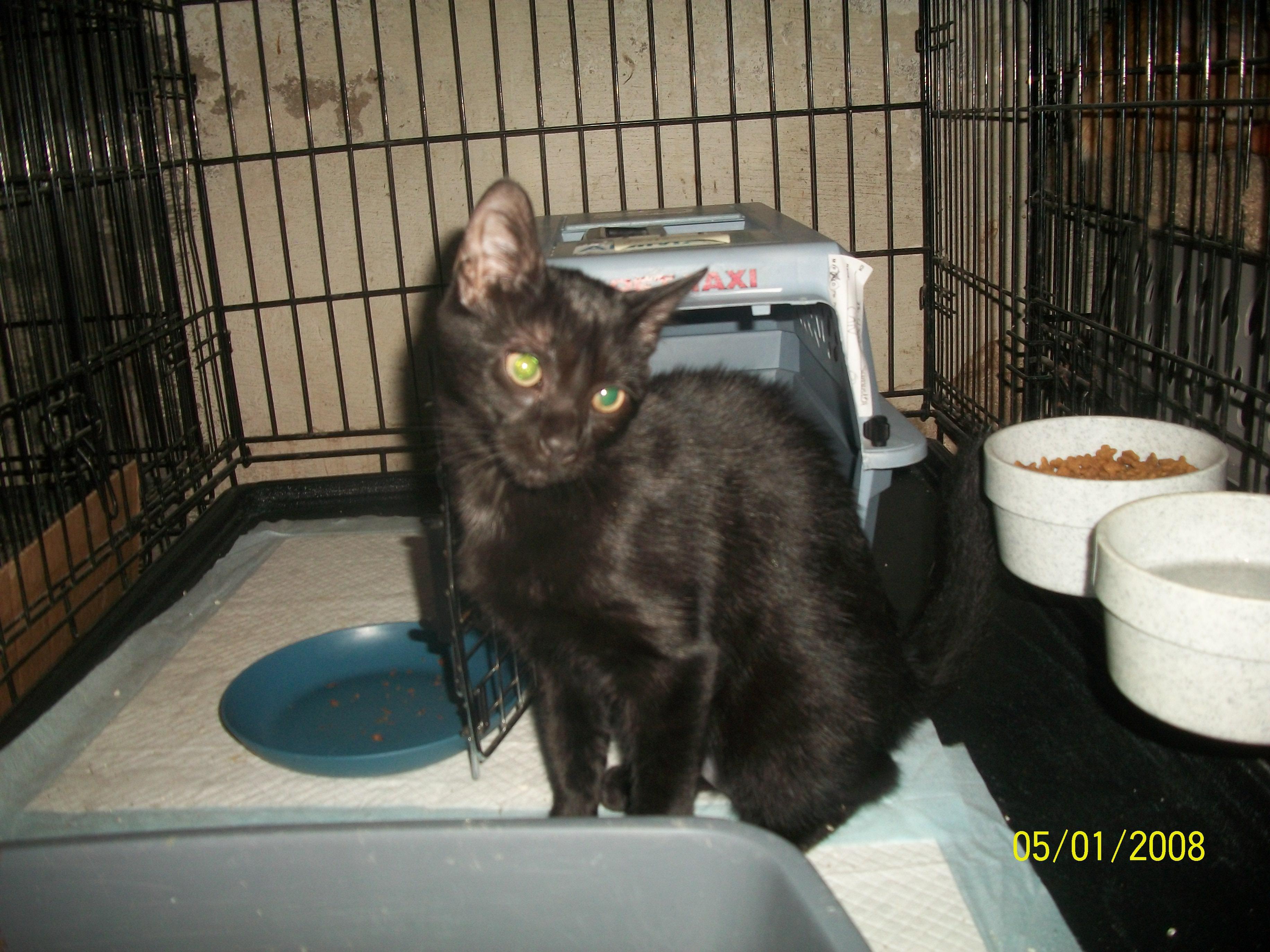 Samantha -COURTESY LISTING- SWEETHEART WITH ZOOMIES!