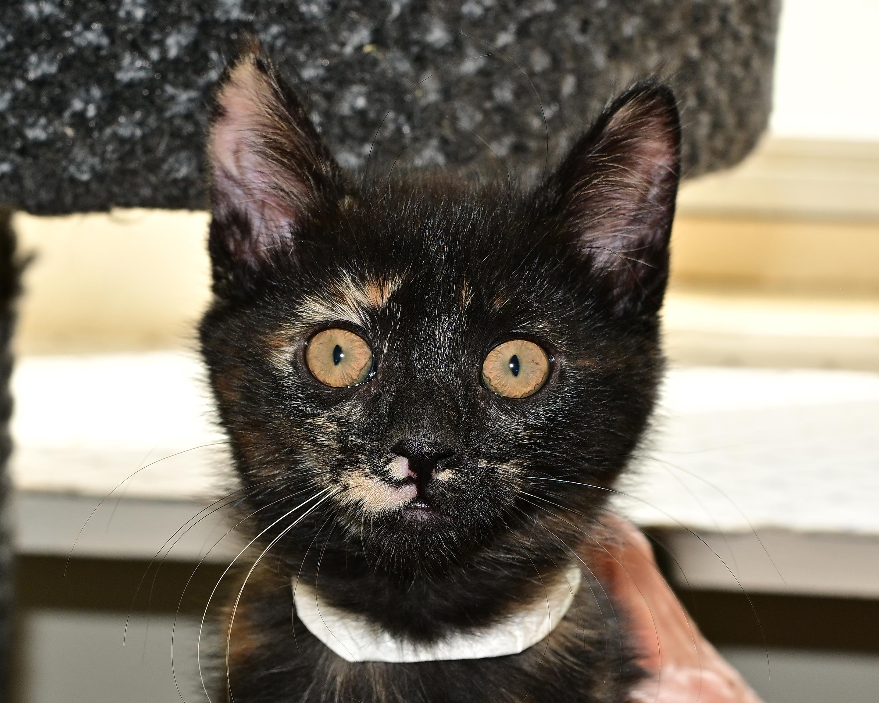 Sylvie, adopted, Young Female Domestic Short Hair.