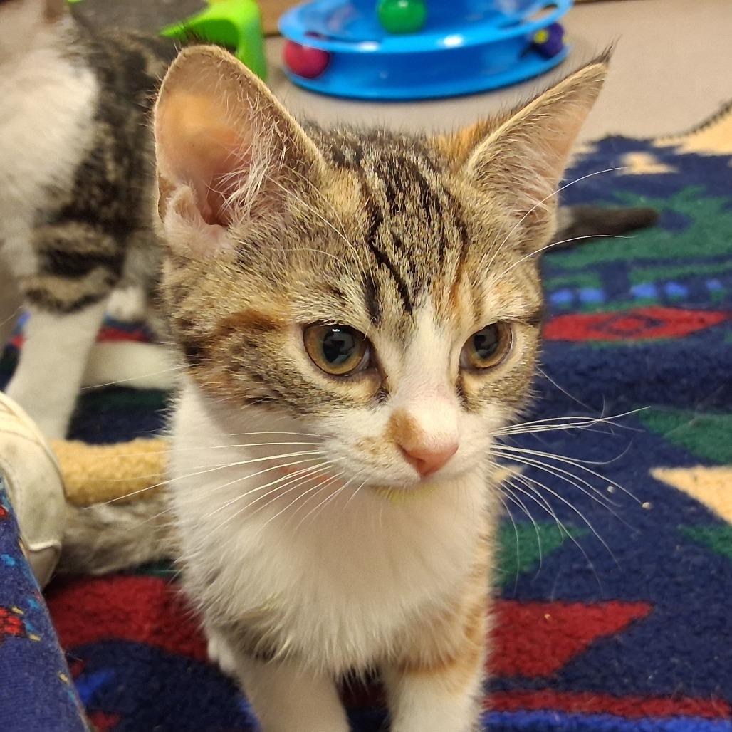 Katherine, a Adoptable mixed breed in Middlebury, VT image 2/3