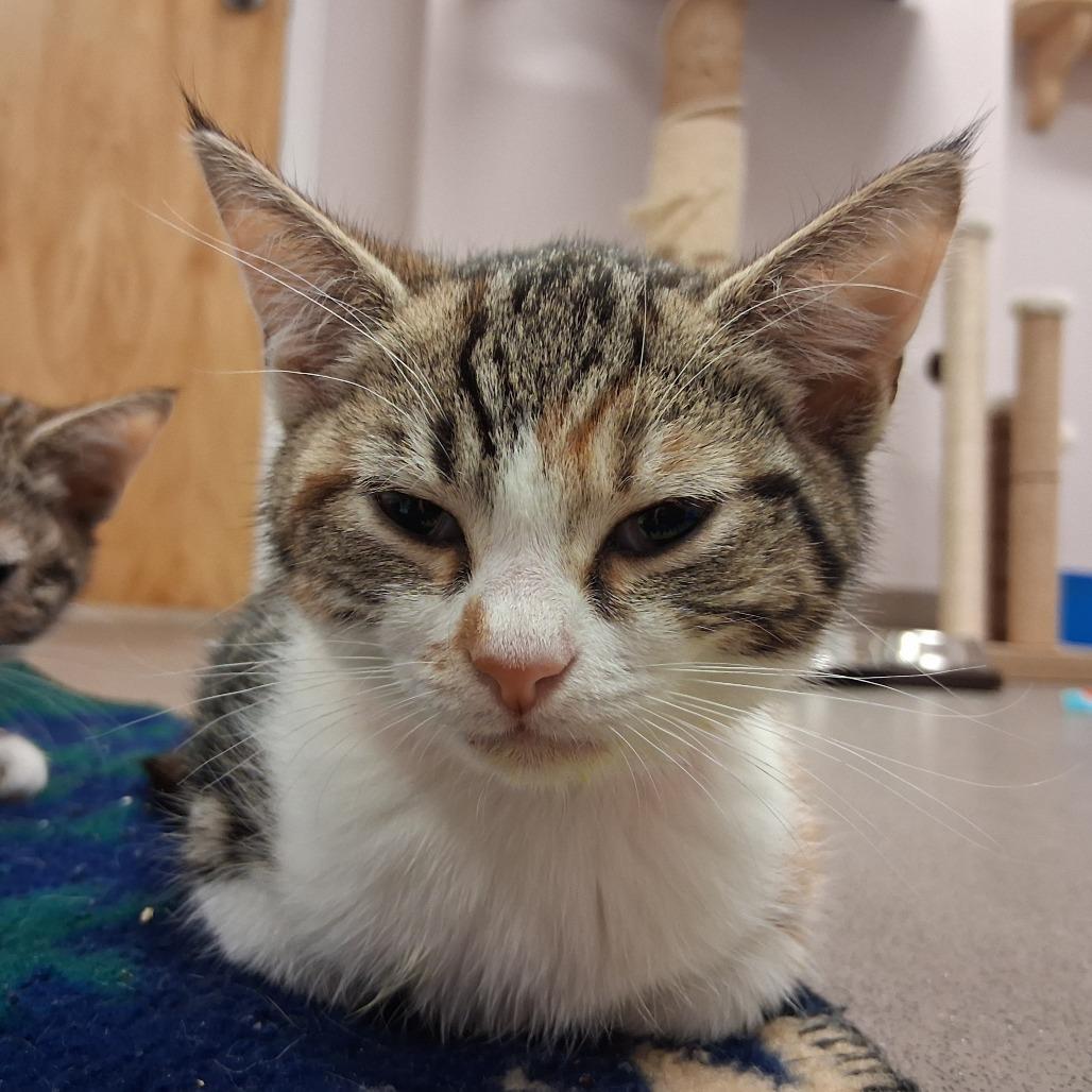 Katherine, a Adoptable mixed breed in Middlebury, VT image 3/3