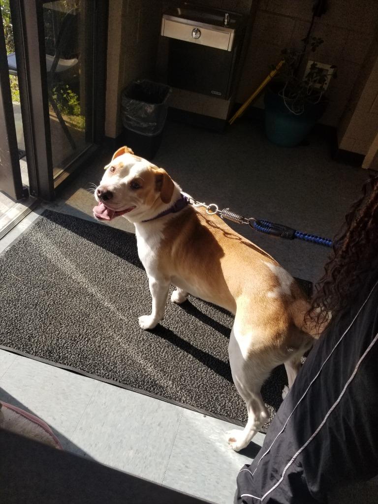 Curry, Adoptable, Adult Male Mixed Breed.