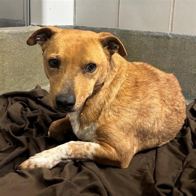 TINY, Adoptable, Adult Female Chihuahua & Cardigan Welsh Corgi.