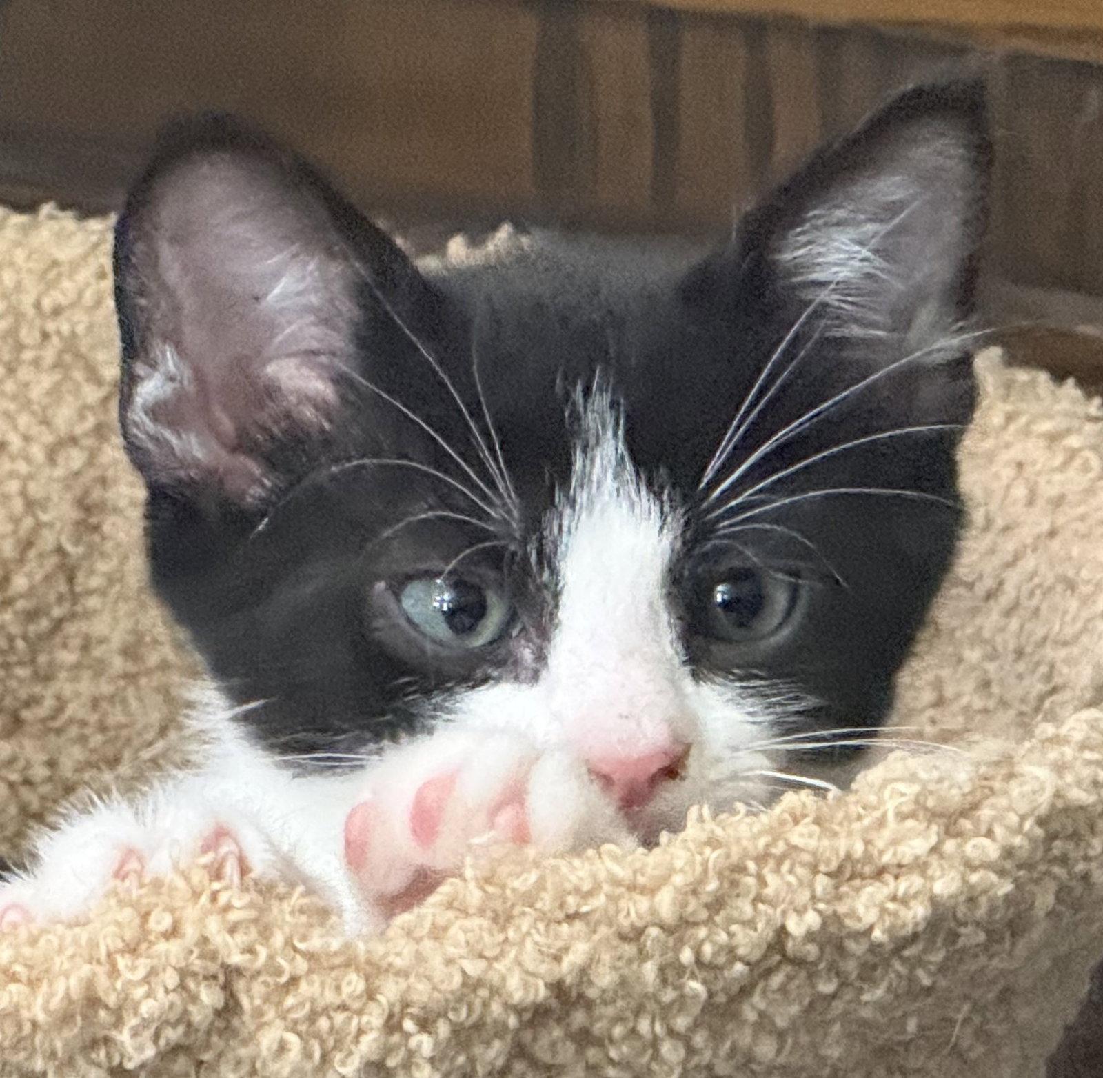 Cream Cheese-ADOPTED, Adopted, Kitten Male Domestic Short Hair.