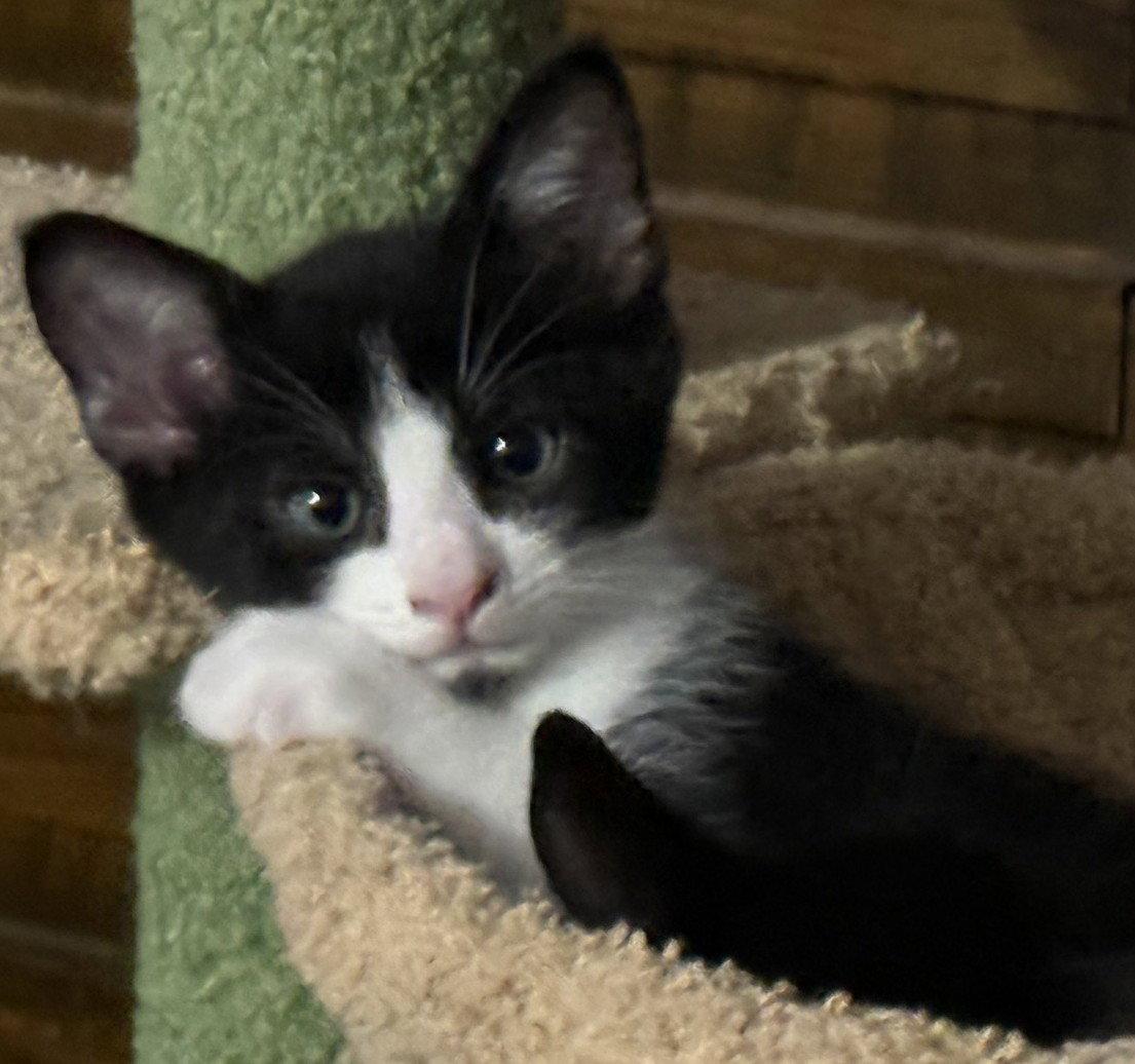 Enlarge Cream Cheese-ADOPTED, a Adopted Domestic Short Hair in San Jose, CA image 2/3