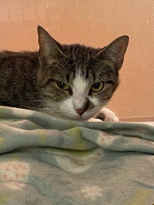 Tabby (FELV+), ADOPTABLE, Adult Female Domestic Short Hair.