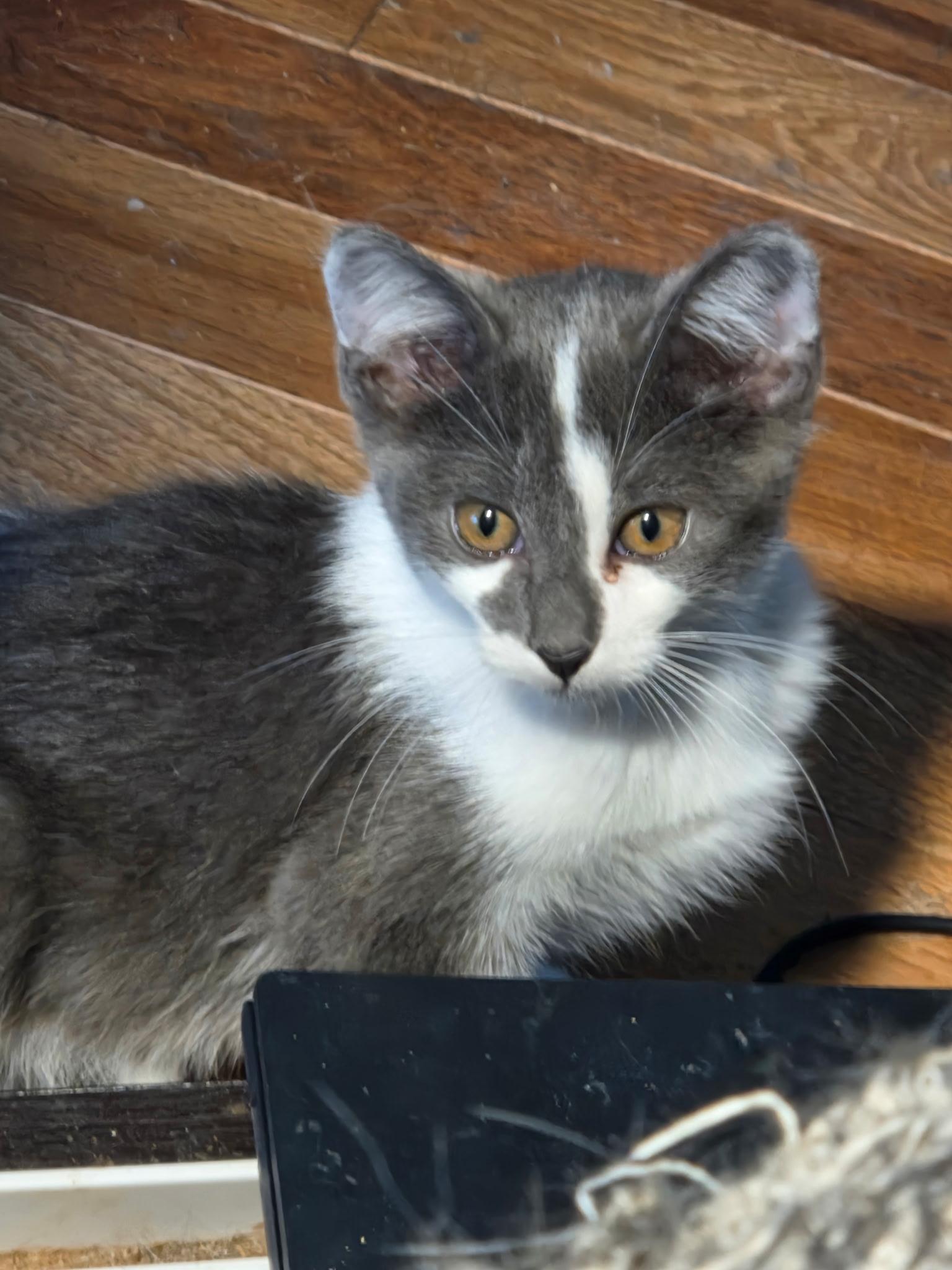 Enlarge Excalibur, a Adoptable Domestic Short Hair in Glenwood City, WI image 2/2