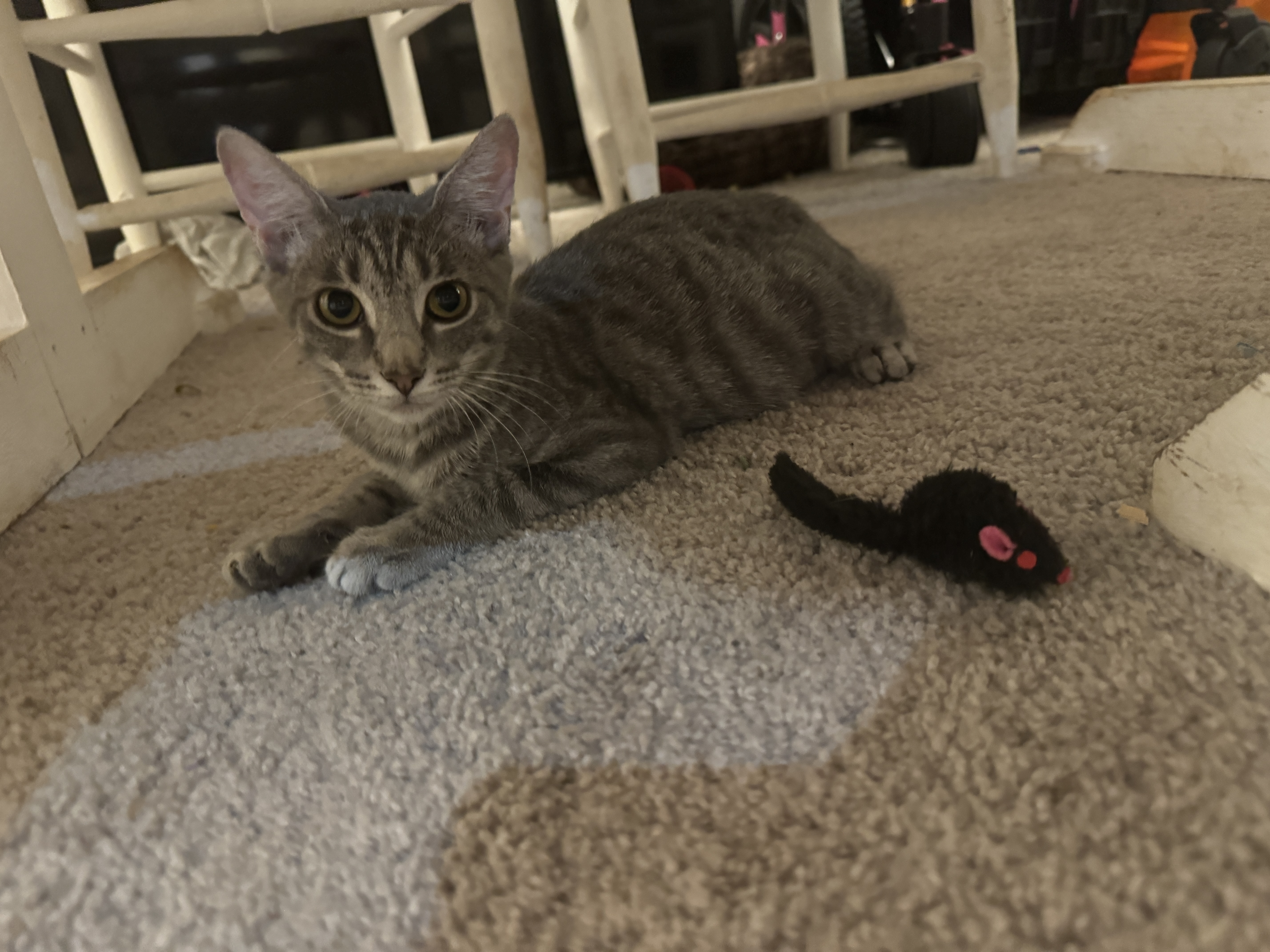 Enlarge Dolly, a Adopted Domestic Short Hair in Smyrna, GA image 2/5