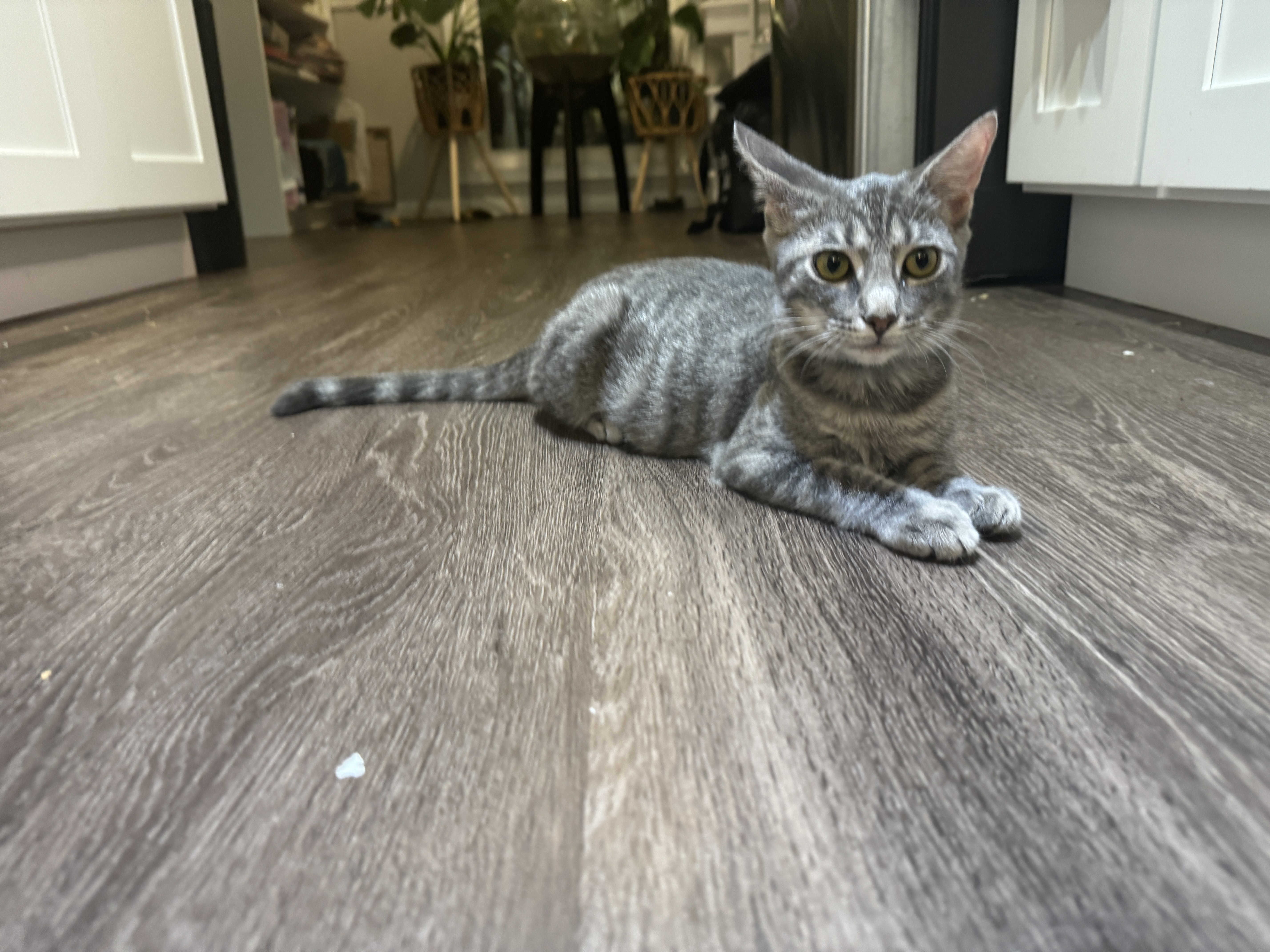 Enlarge Dolly, a Adopted Domestic Short Hair in Smyrna, GA image 3/5