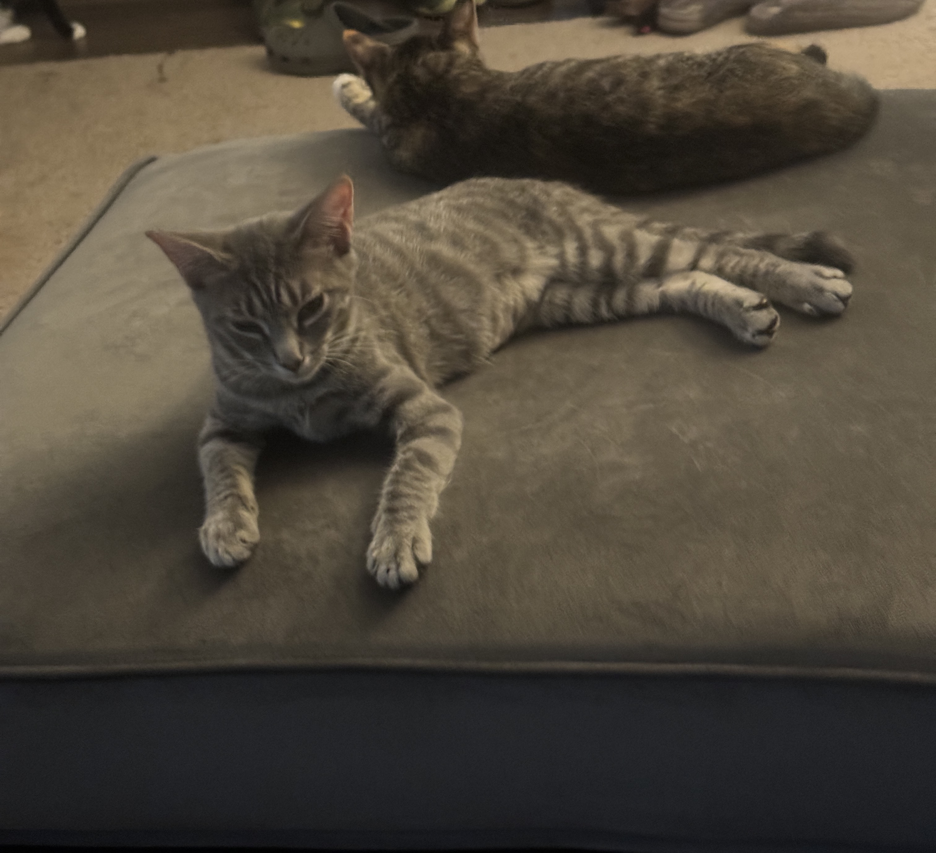 Enlarge Dolly, a Adopted Domestic Short Hair in Smyrna, GA image 4/5
