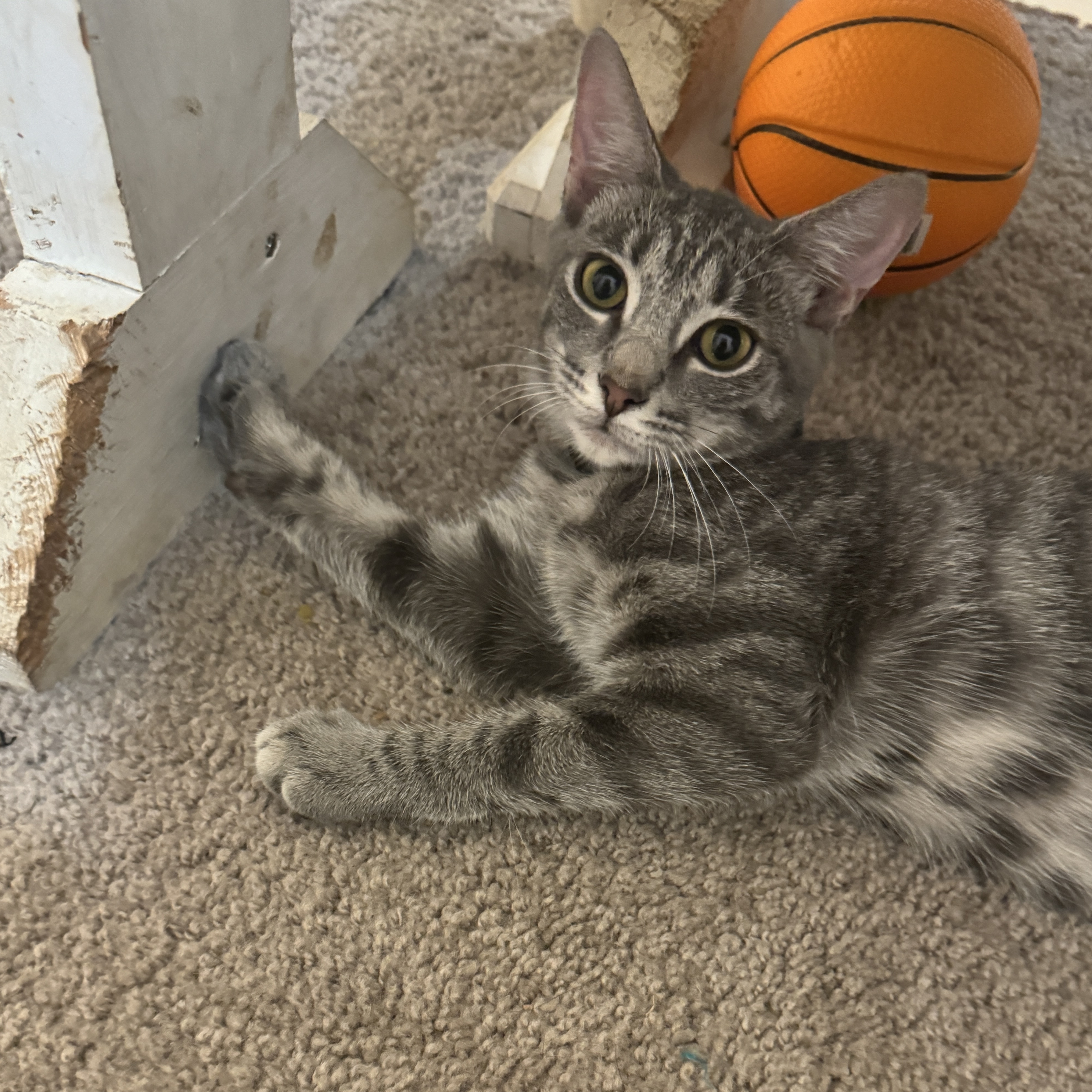 Enlarge Dolly, a Adopted Domestic Short Hair in Smyrna, GA image 1/5