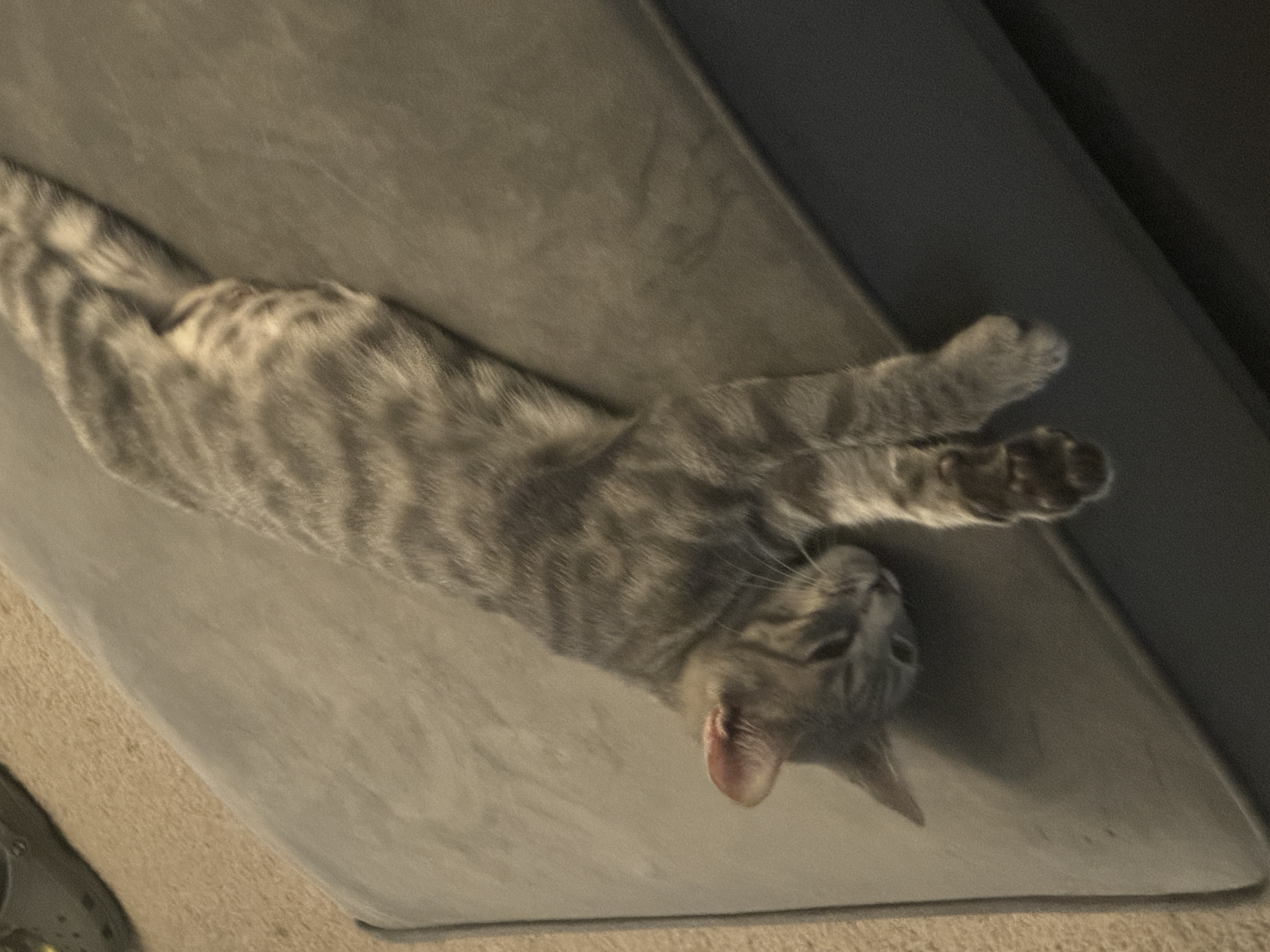 Enlarge Dolly, a Adopted Domestic Short Hair in Smyrna, GA image 5/5