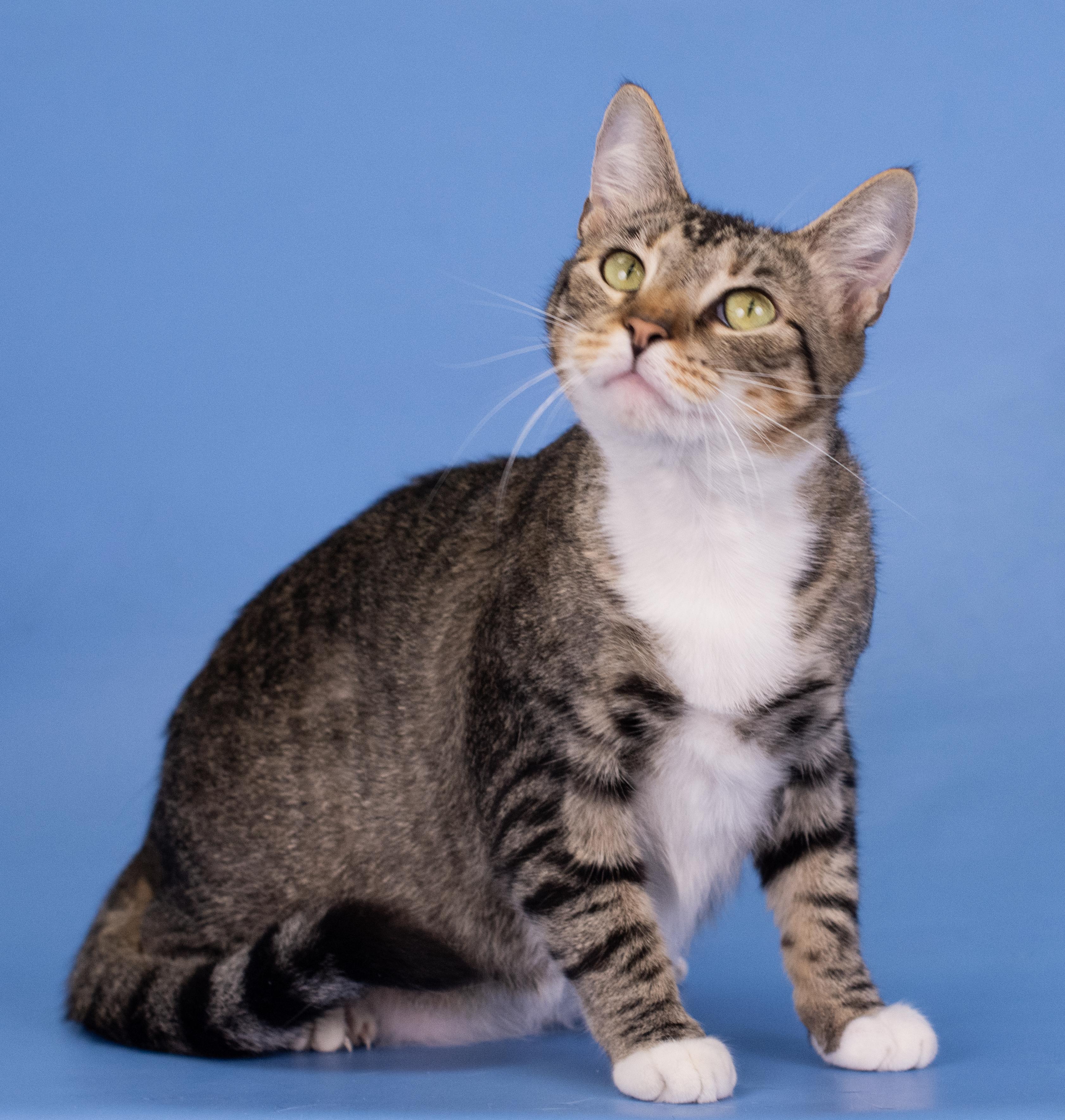 Mimi (ID 47924/3907)