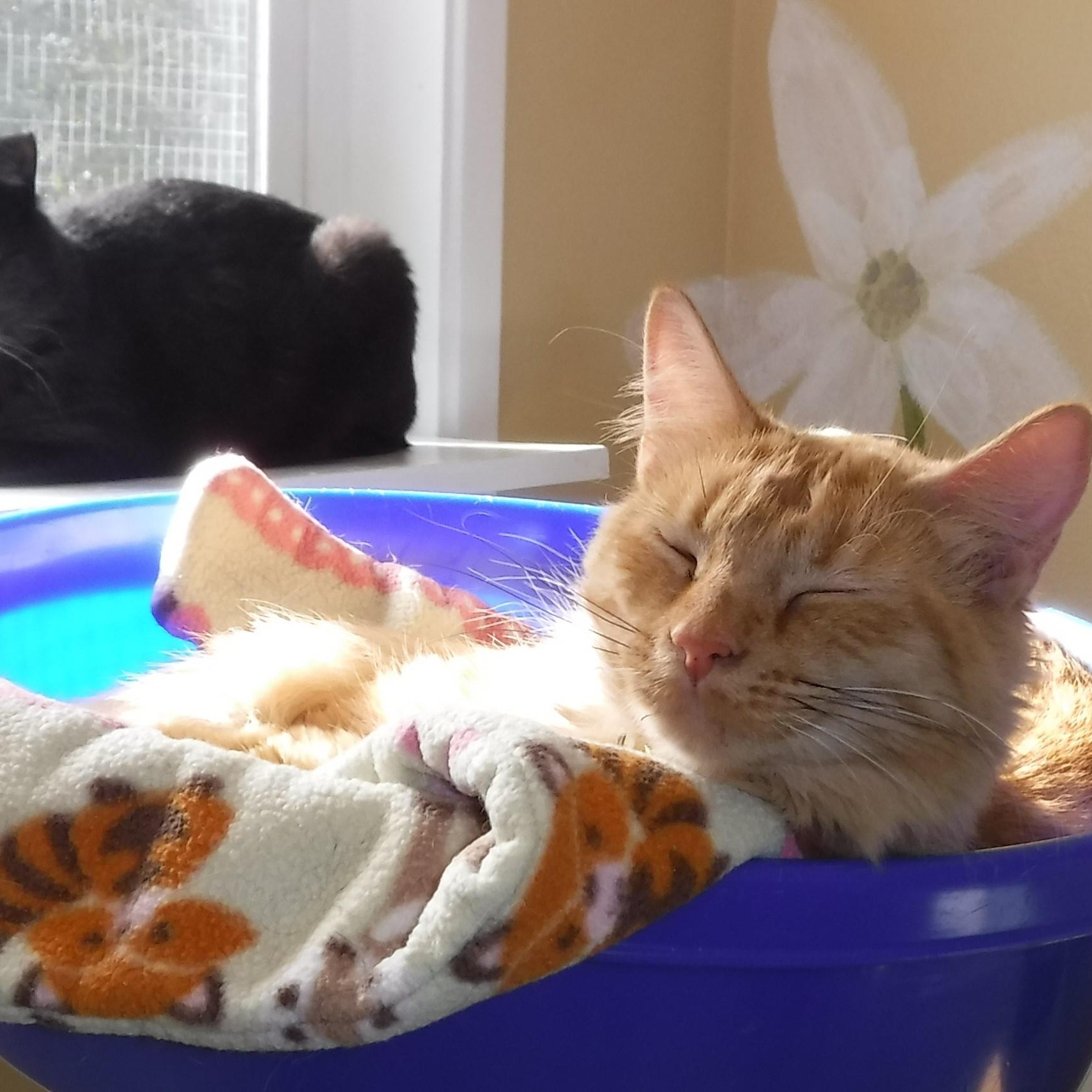 Rey - Sweet and Social