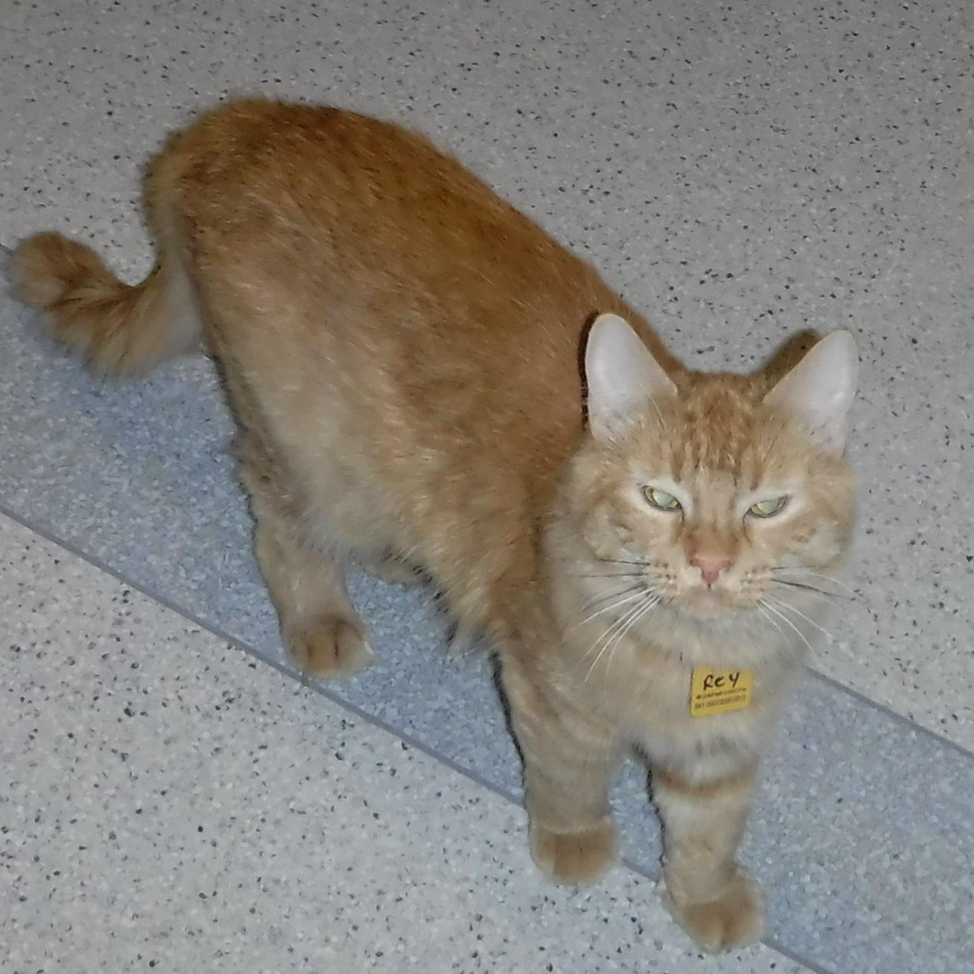 Enlarge Rey - Sweet and Social, a Adoptable mixed breed in Hoquiam, WA image 2/6