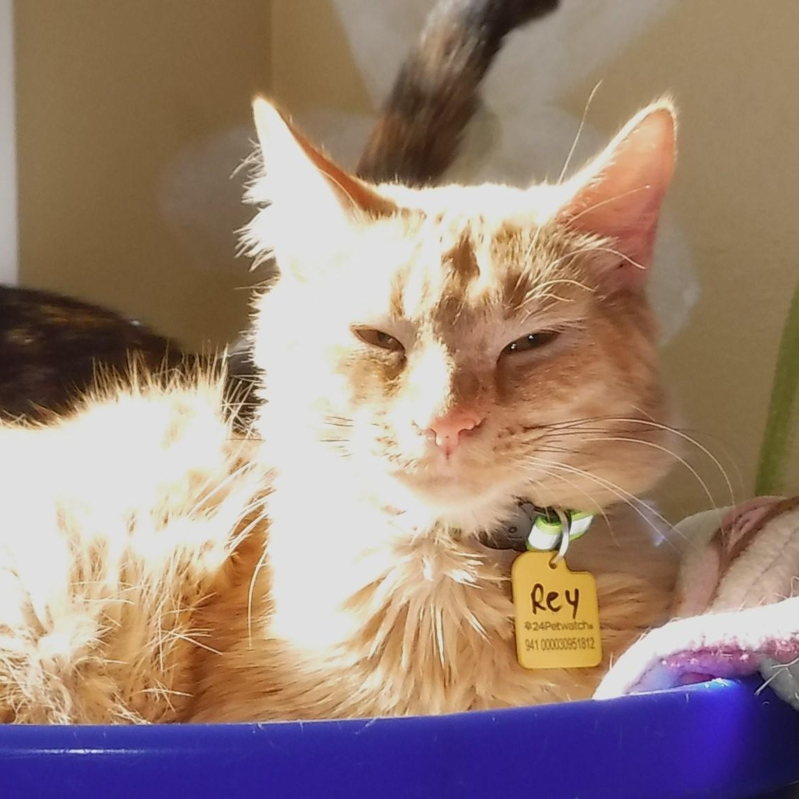 Rey - Sweet and Social